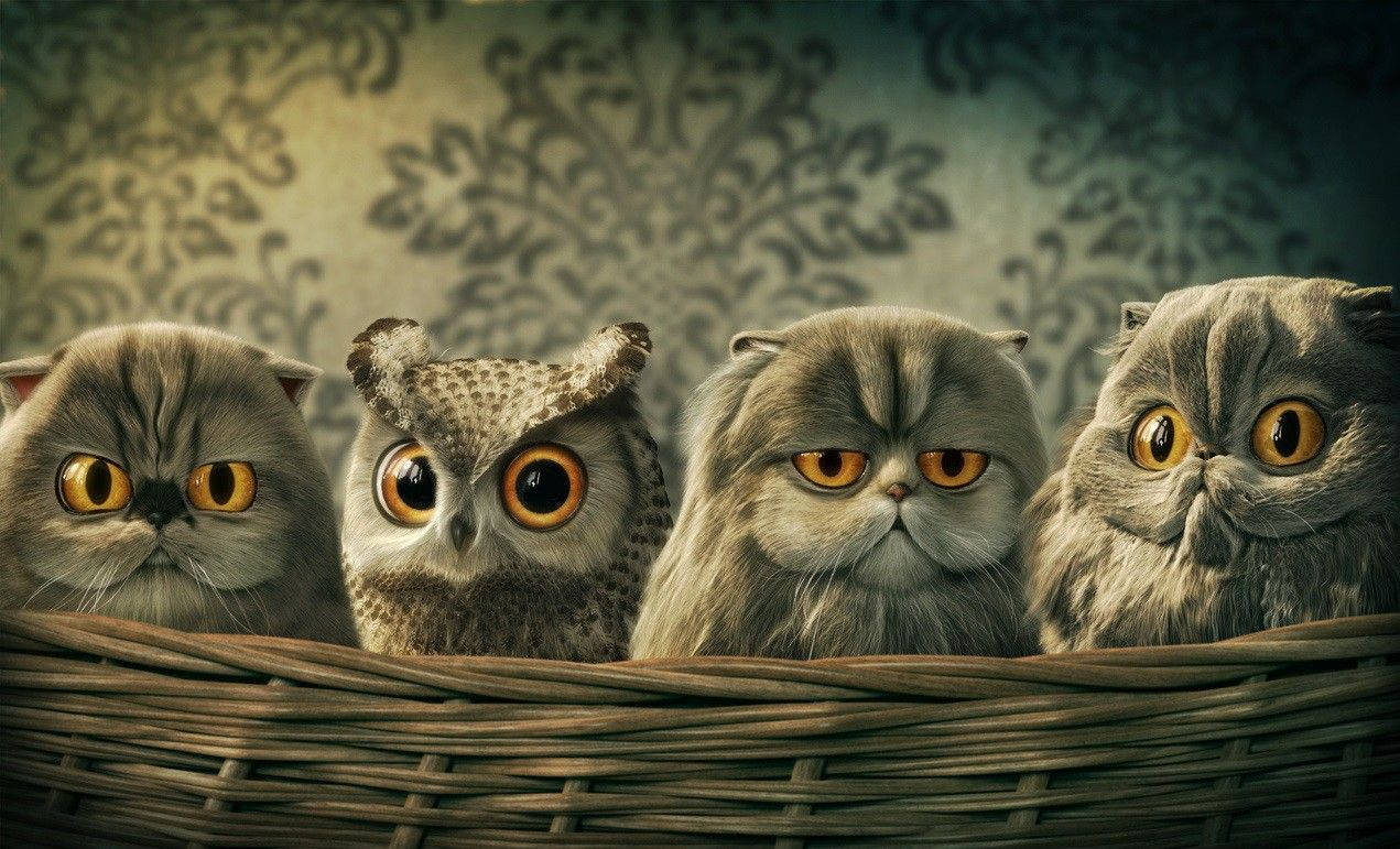 Cute Funny Owl Among Cats Background
