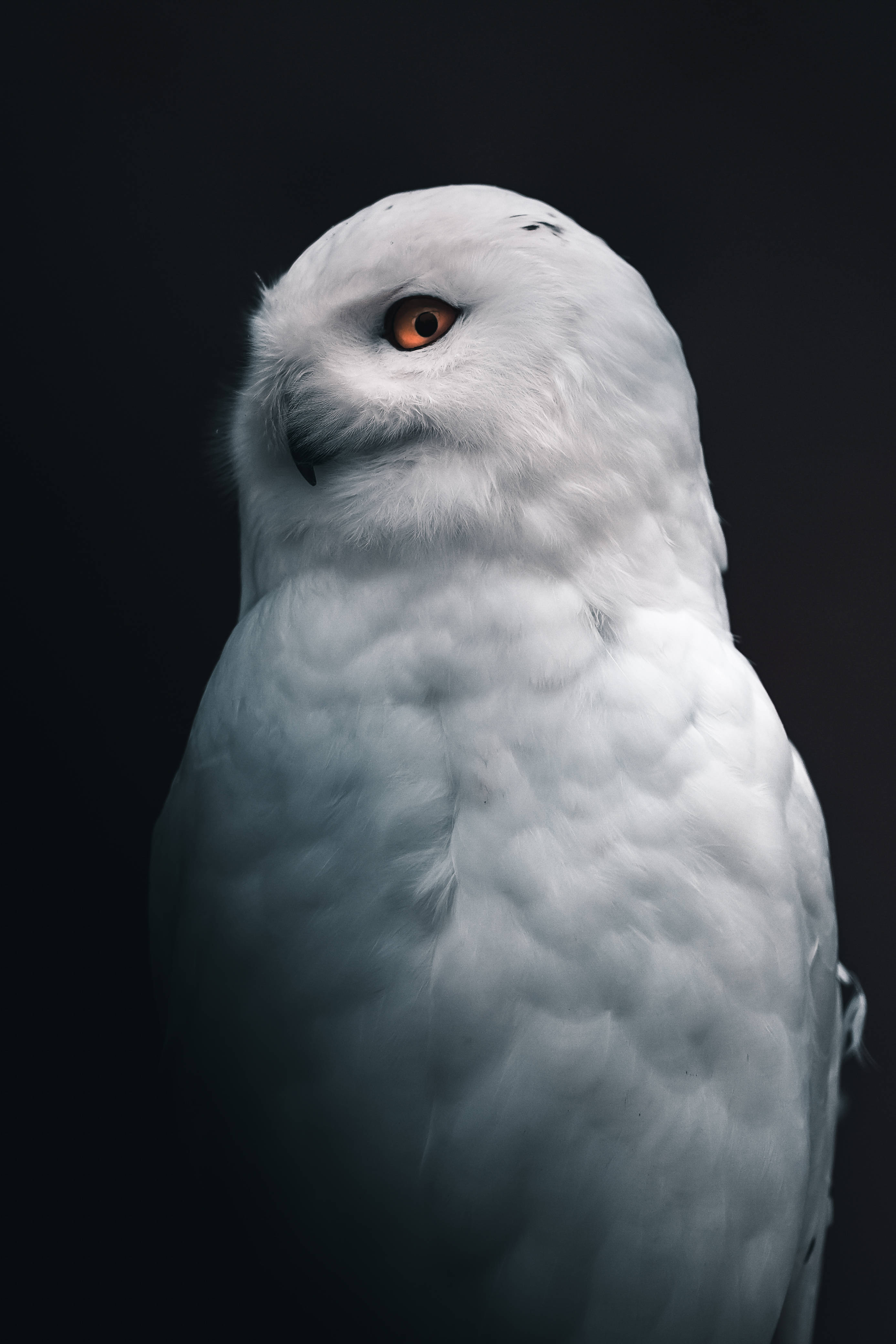 Cute Owl Snowy Owl Background