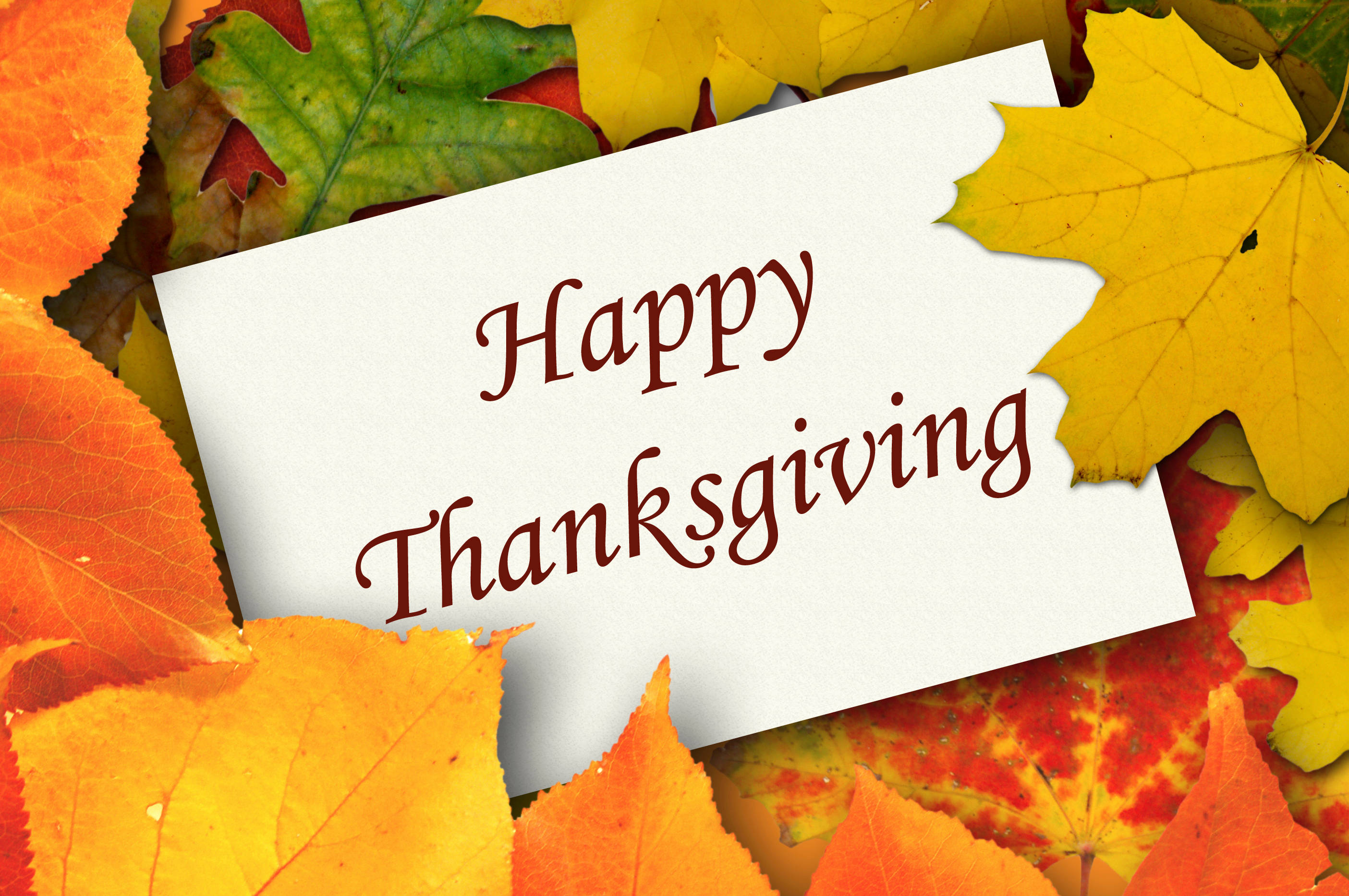 Download Cute Thanksgiving Dry Leaves Wallpaper 