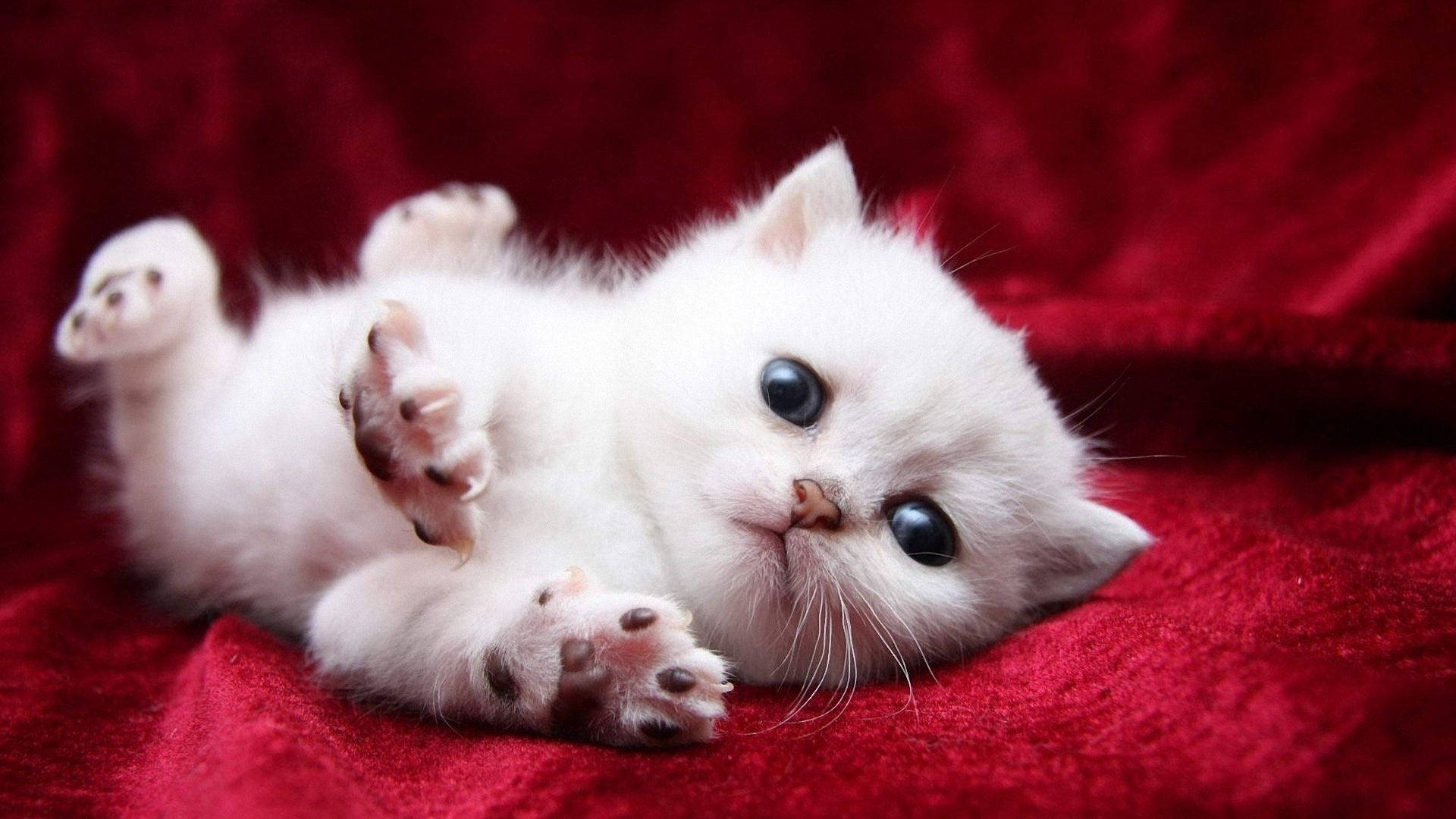 Cute White Cat Background