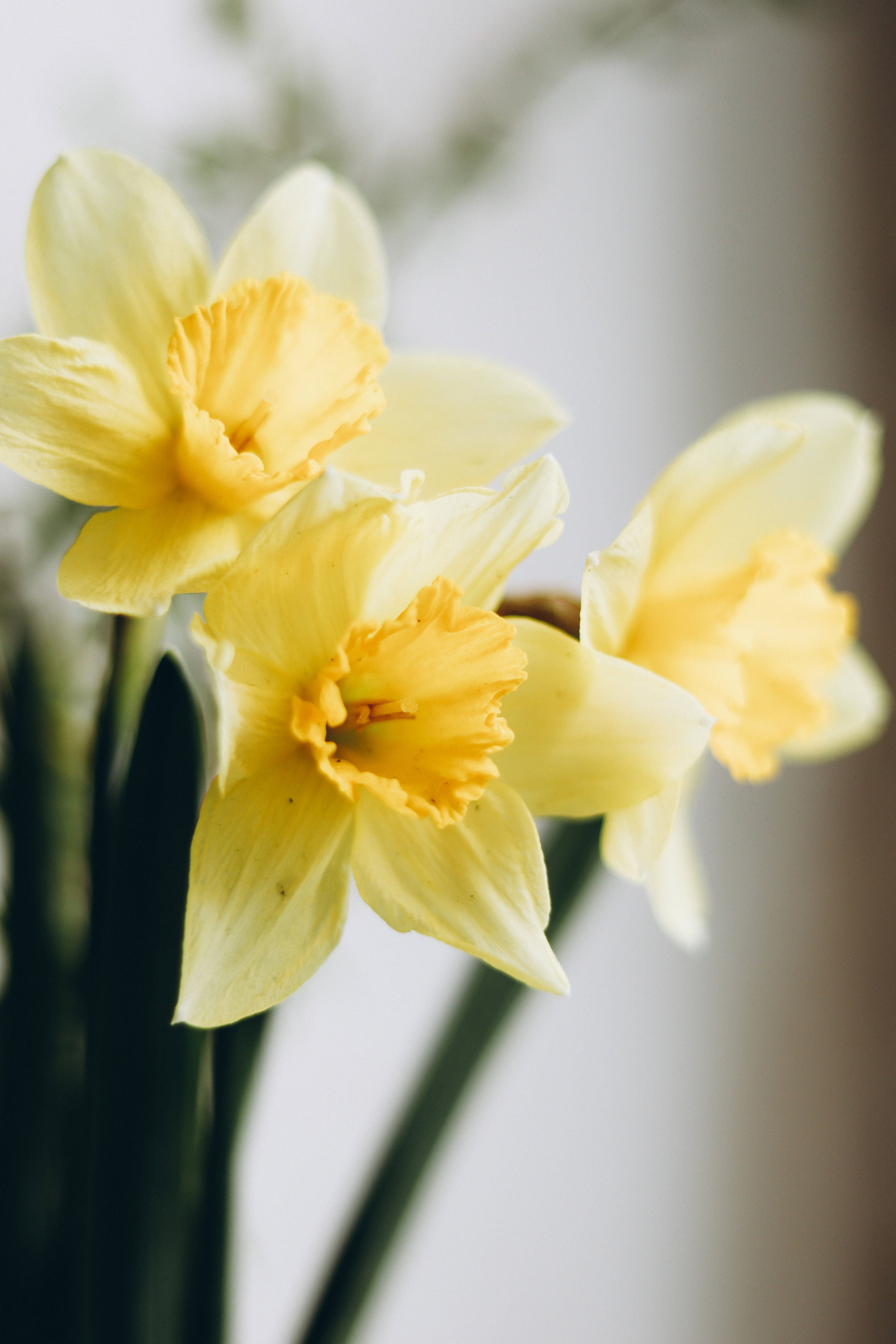 Download Daffodil Aesthetic Wallpaper | Wallpapers.com