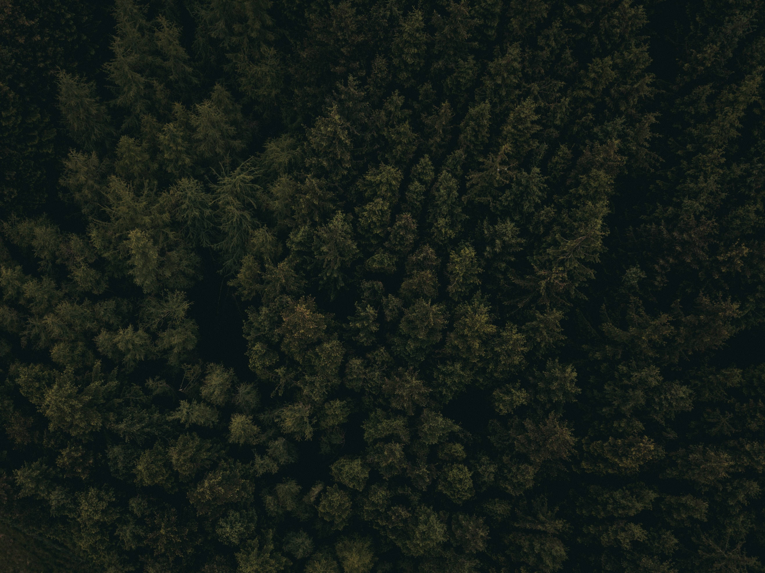 Dark Forest Aerial View Background