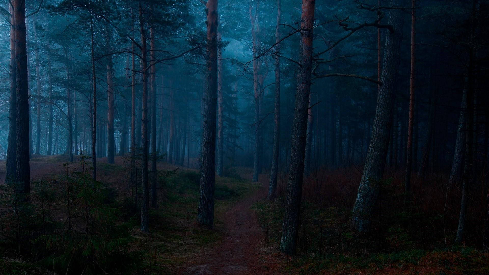 Dark Forest Blue Fog Background