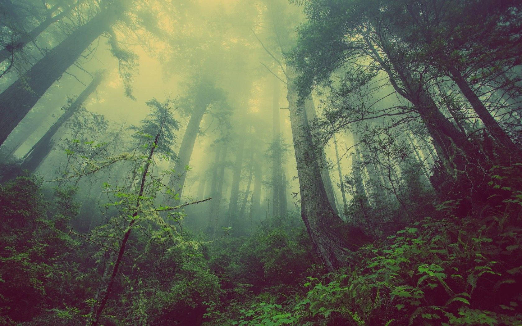Dark Forest Fog Background