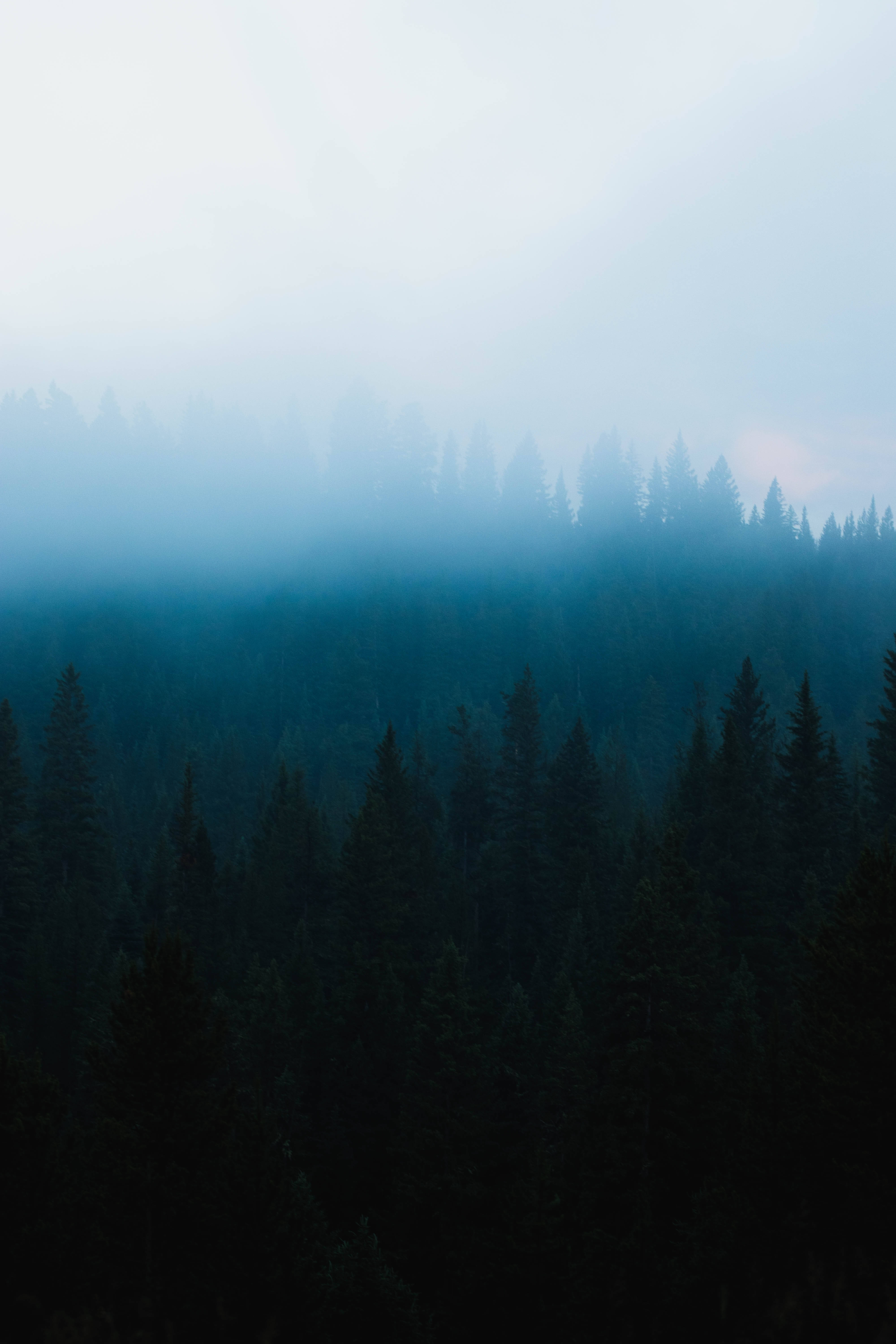 Dark Forest Fog Mobile Background