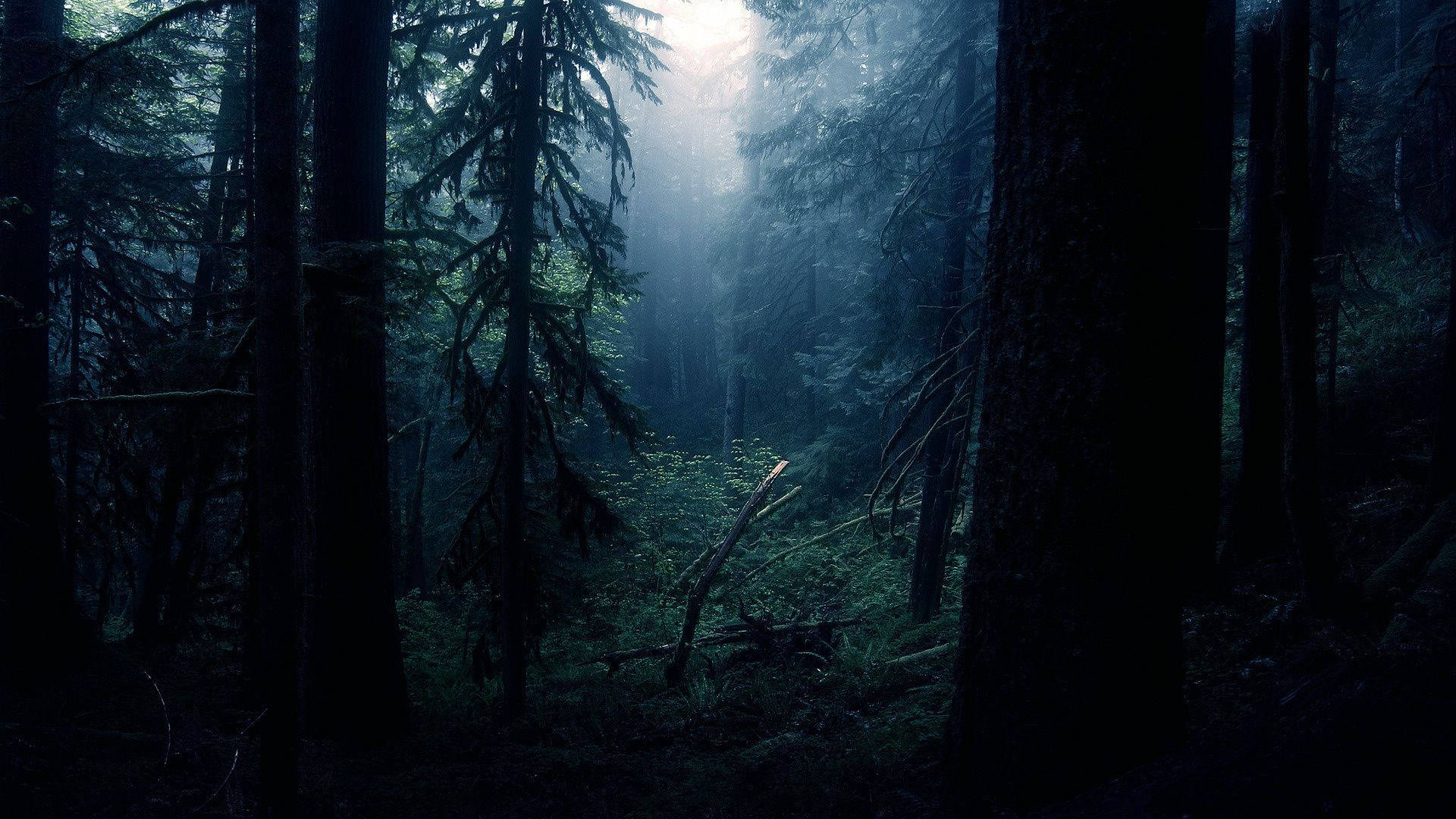 Dark Forest In Daylight Background