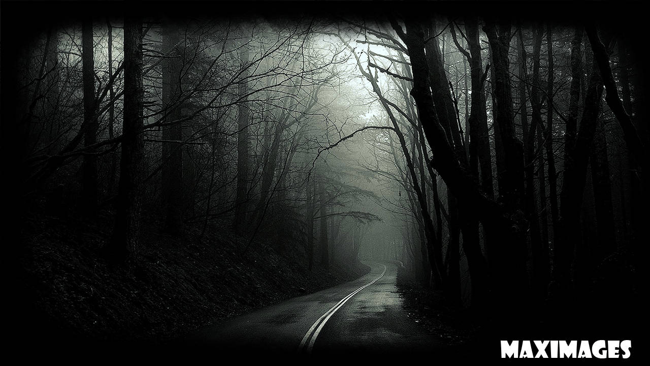 Dark Forest Monochrome Background