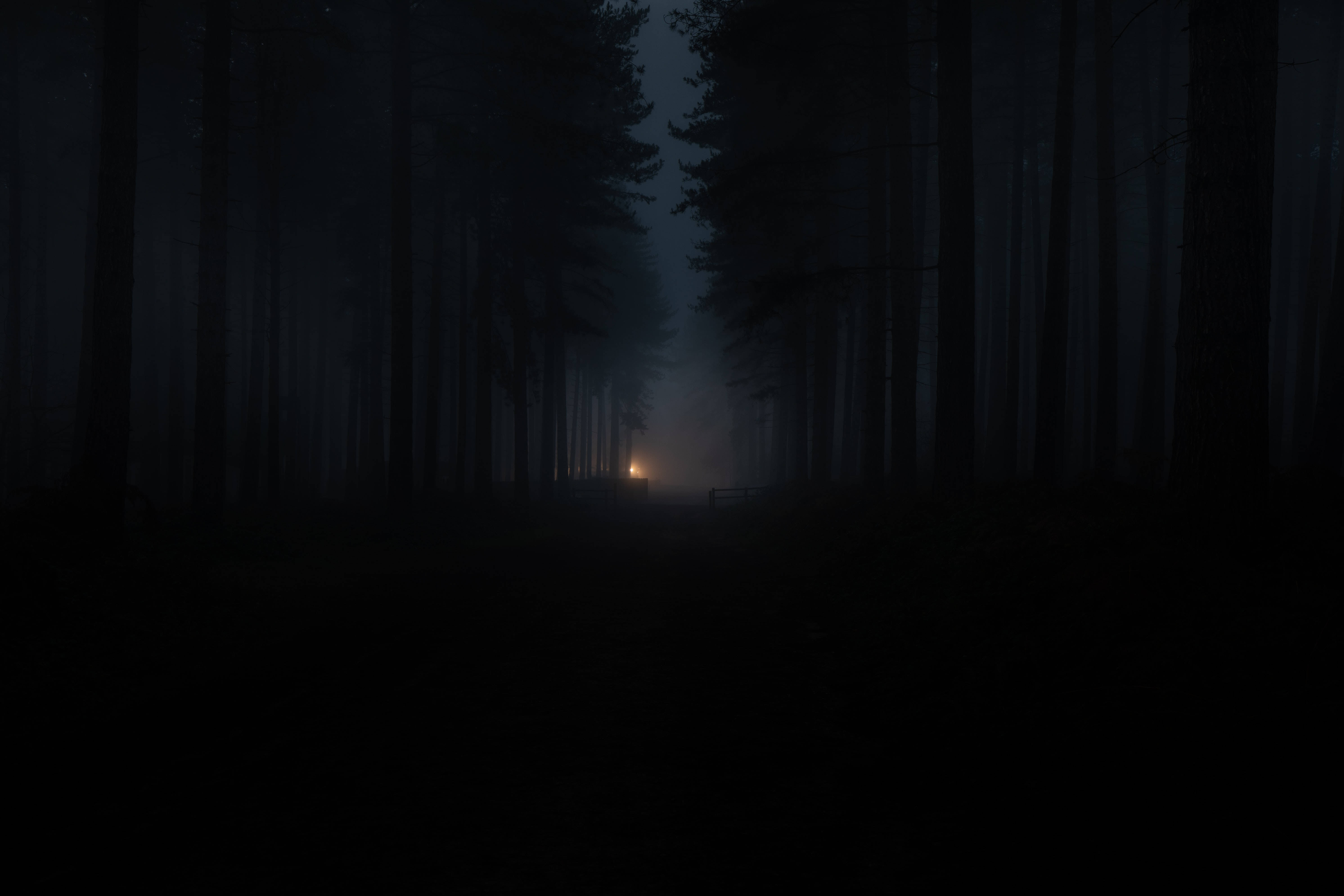 Dark Forest Pathway Light Background