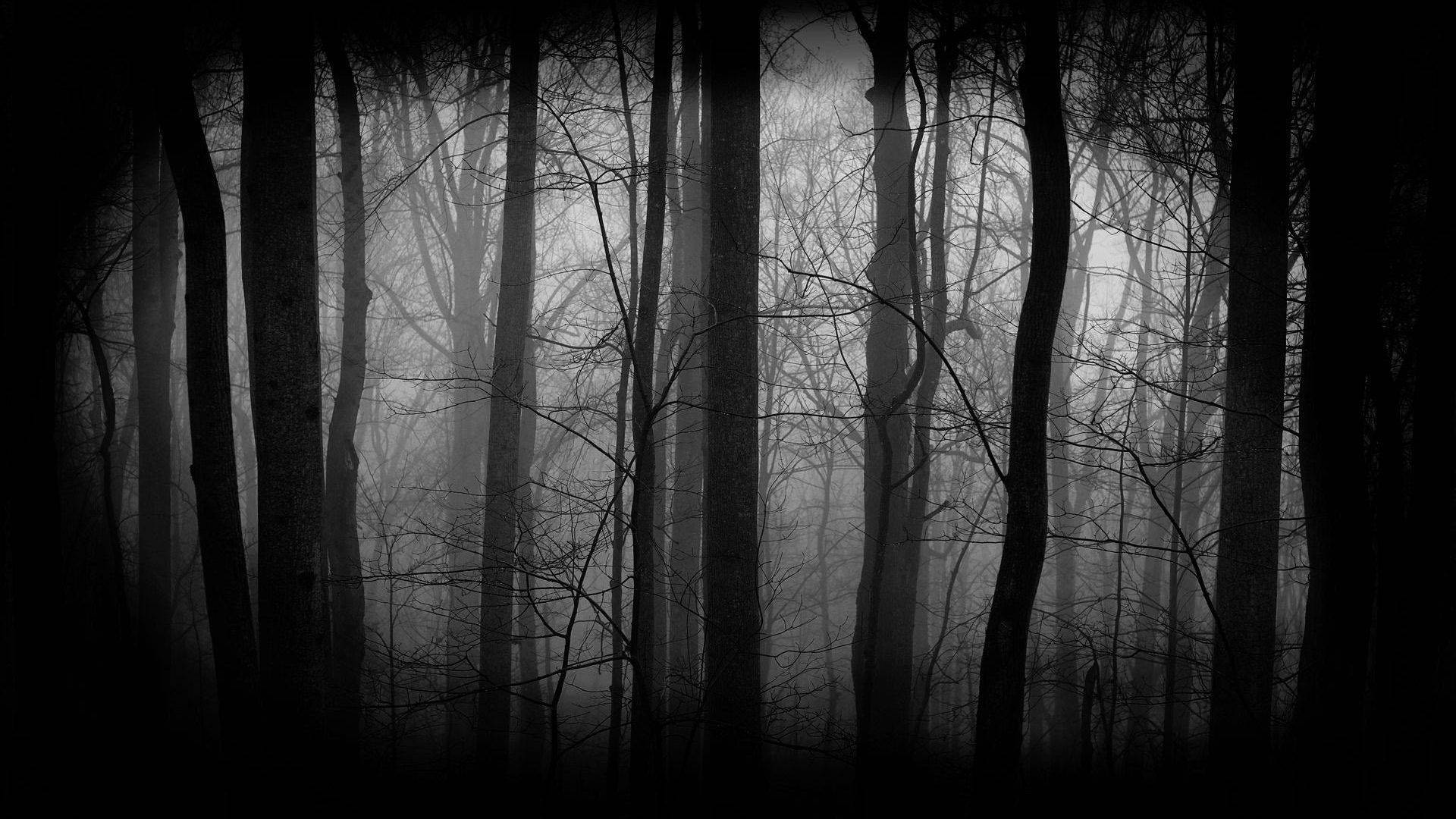 Dark Forest Silhouette Background