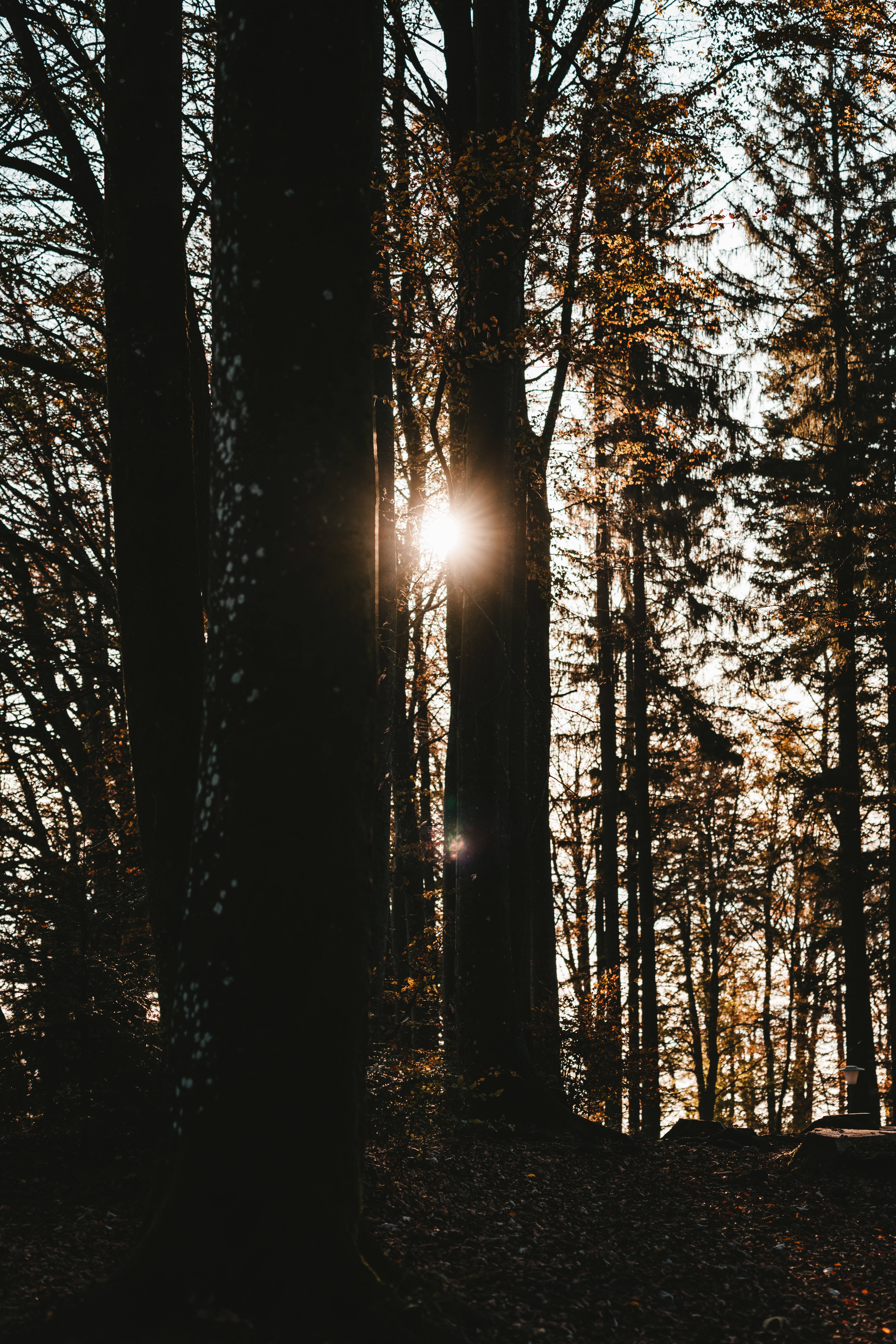 Dark Forest Sunlight Background