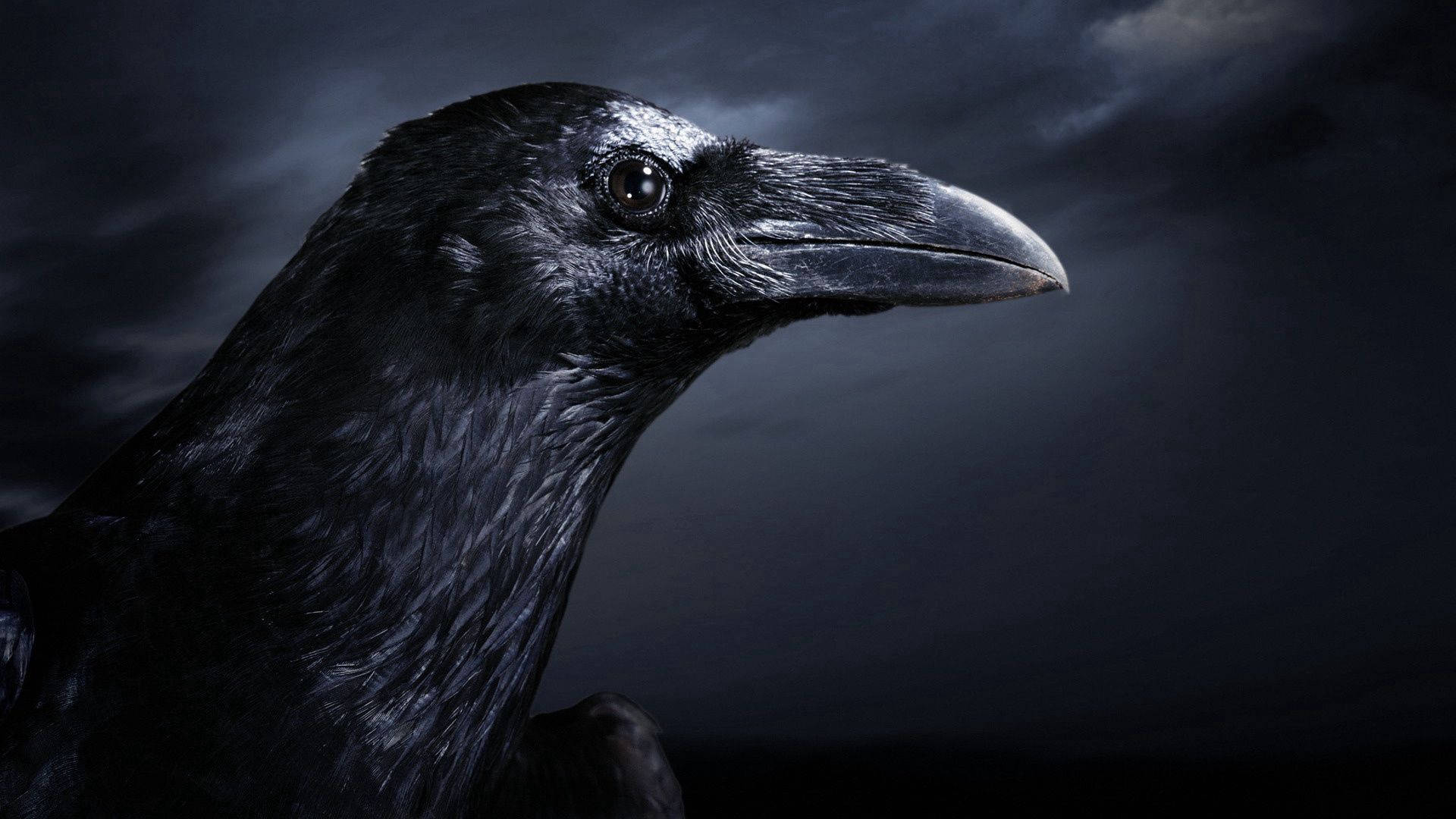 Dark Gothic Raven Hd Background