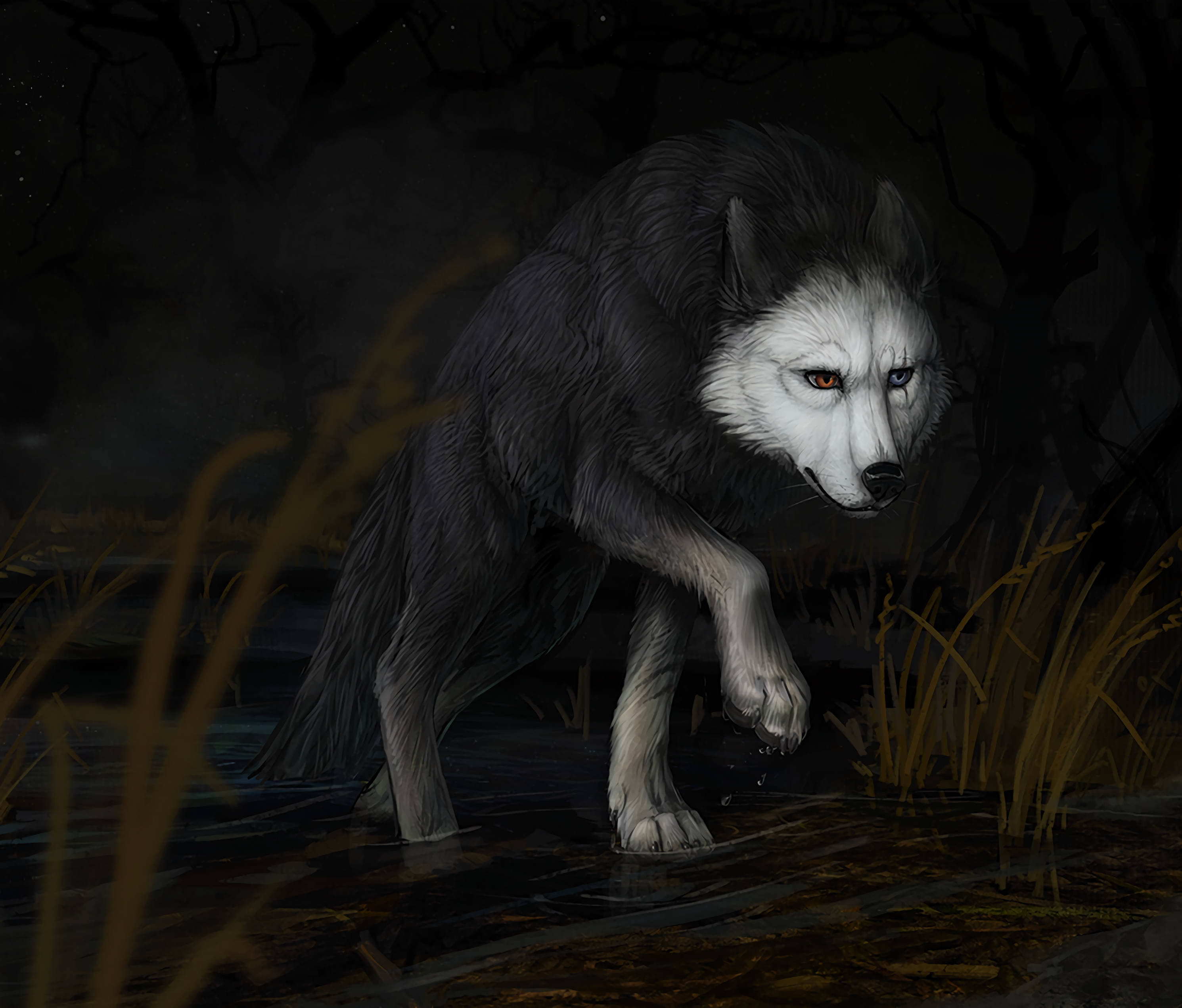 Dark Wolf Digital Art Background