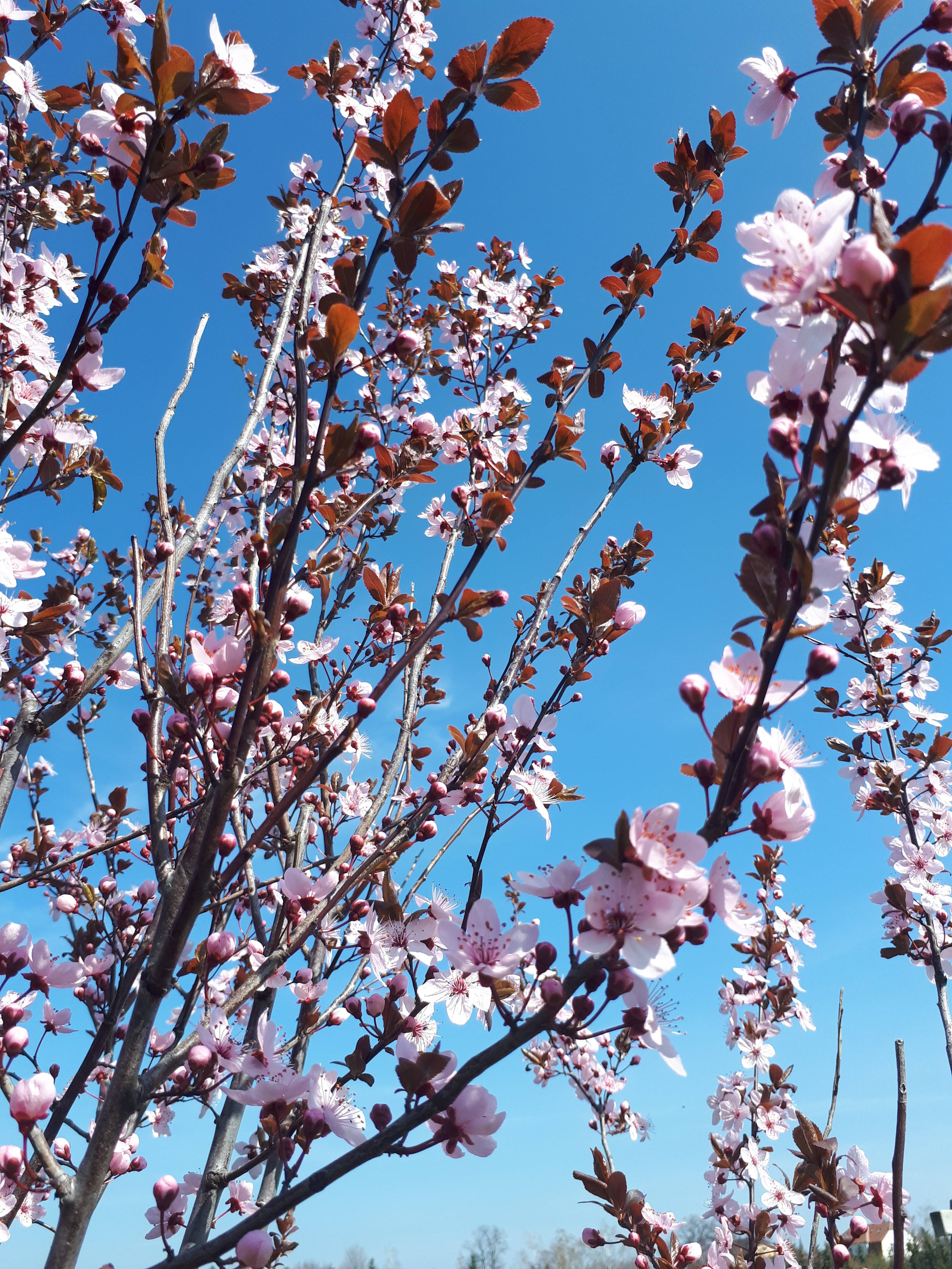 Delicate Sakura Flower Branches Background