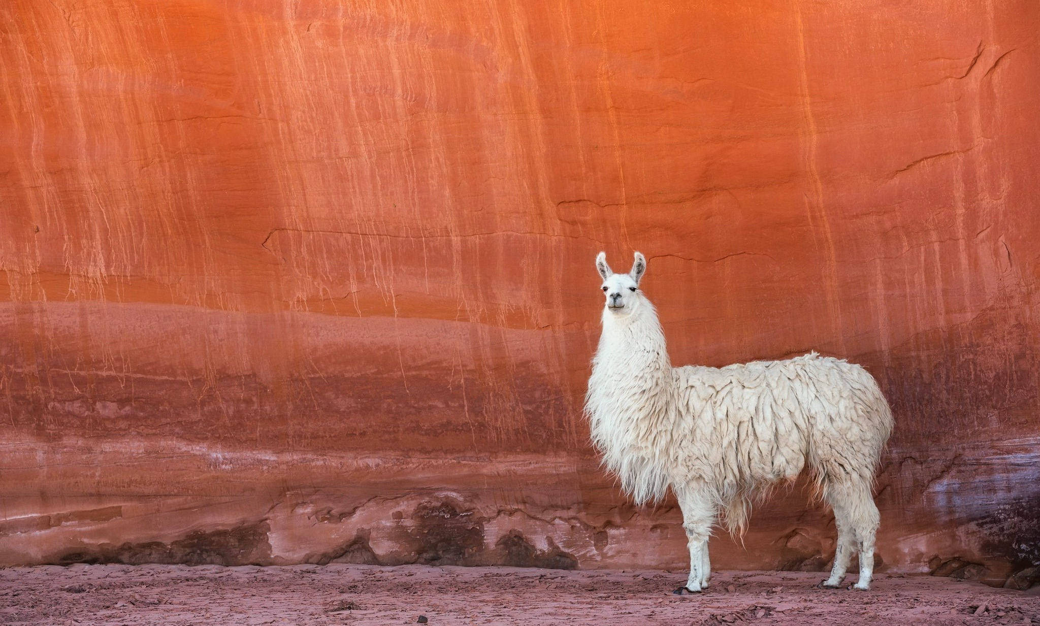 Download Desert Llama Wallpaper | Wallpapers.com