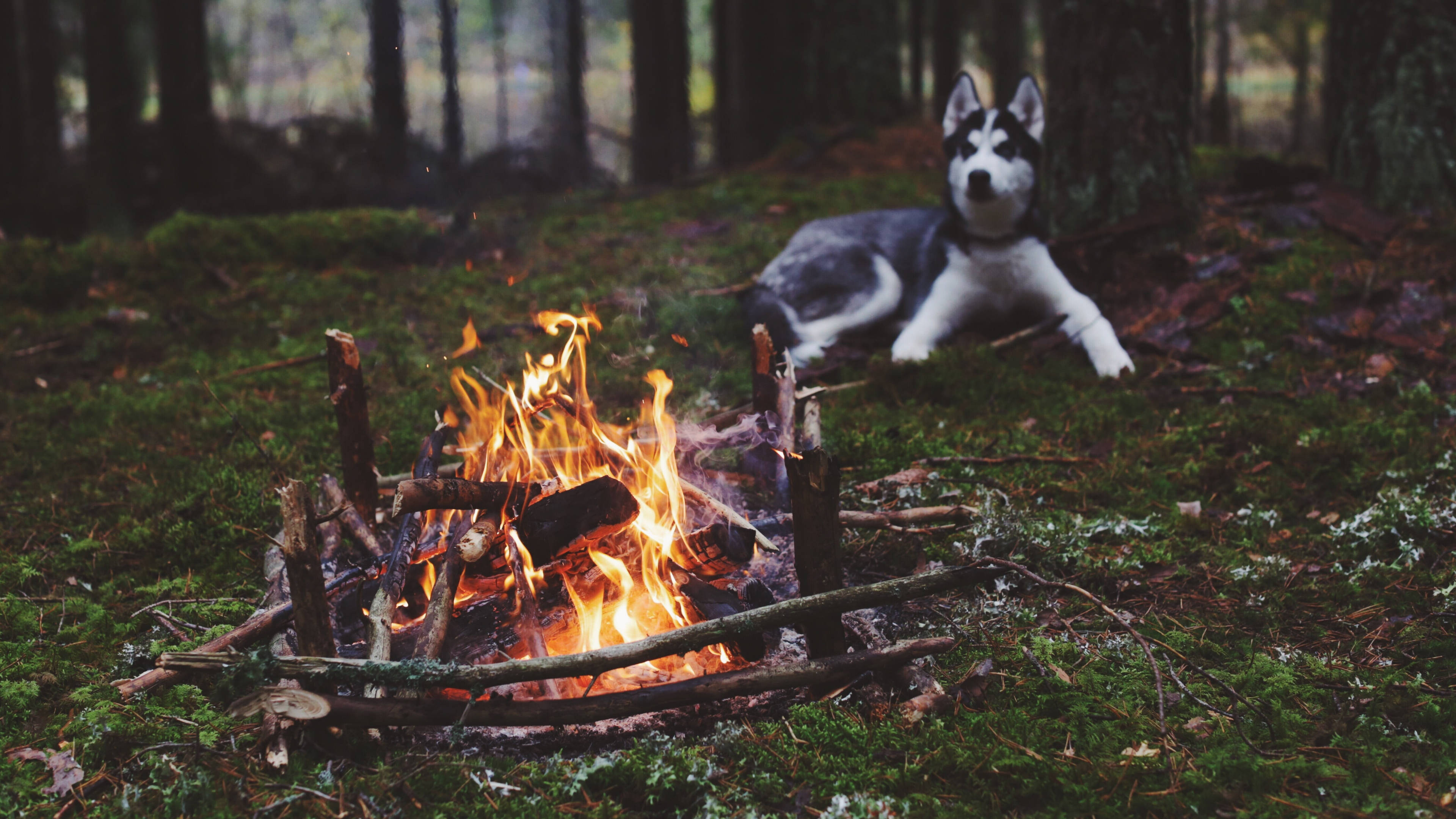 Dog Near Bonfire Background