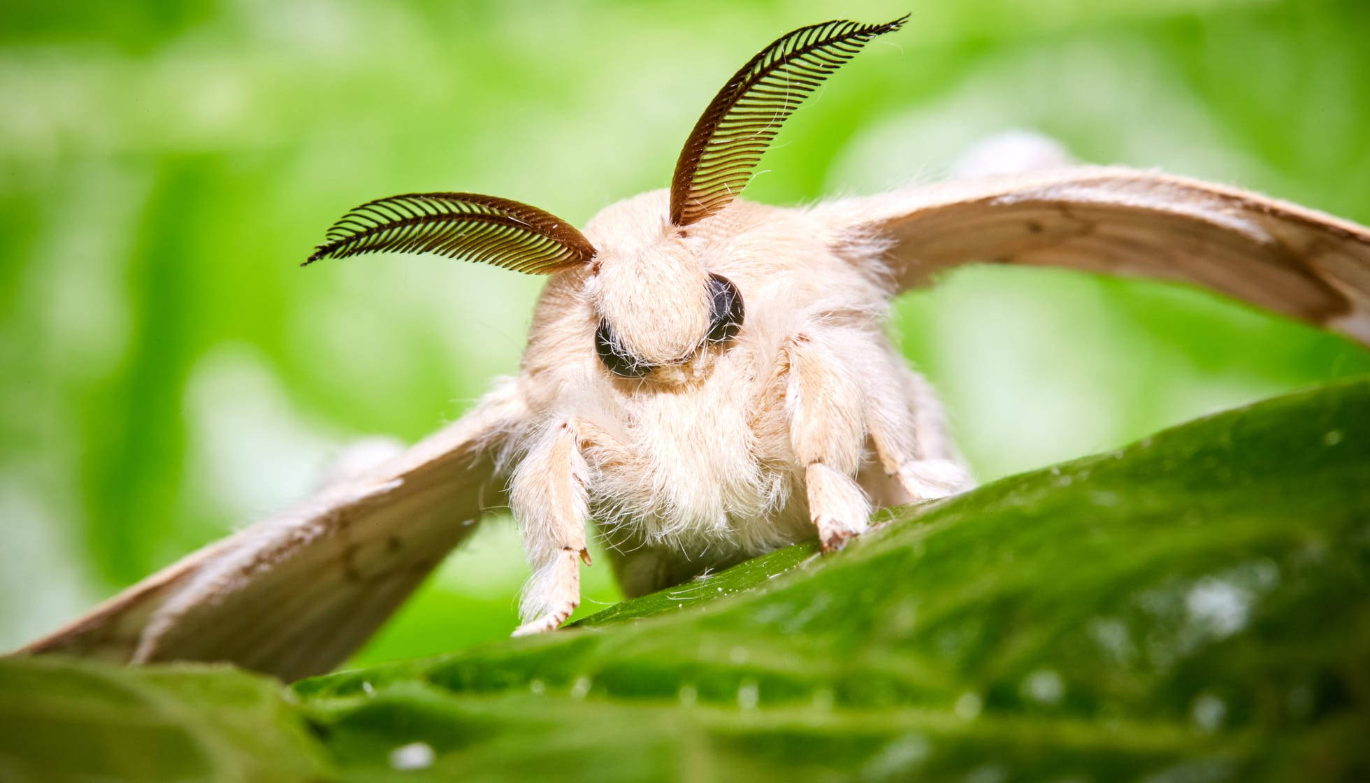 Fleur шелкопряд. Венесуэльский тутовый шелкопряд. Венесуэльский пуделевый мотылек тутовый шелкопряд. Тутовый шелкопряд гусеница. Тутовый шелкопряд бабочка.