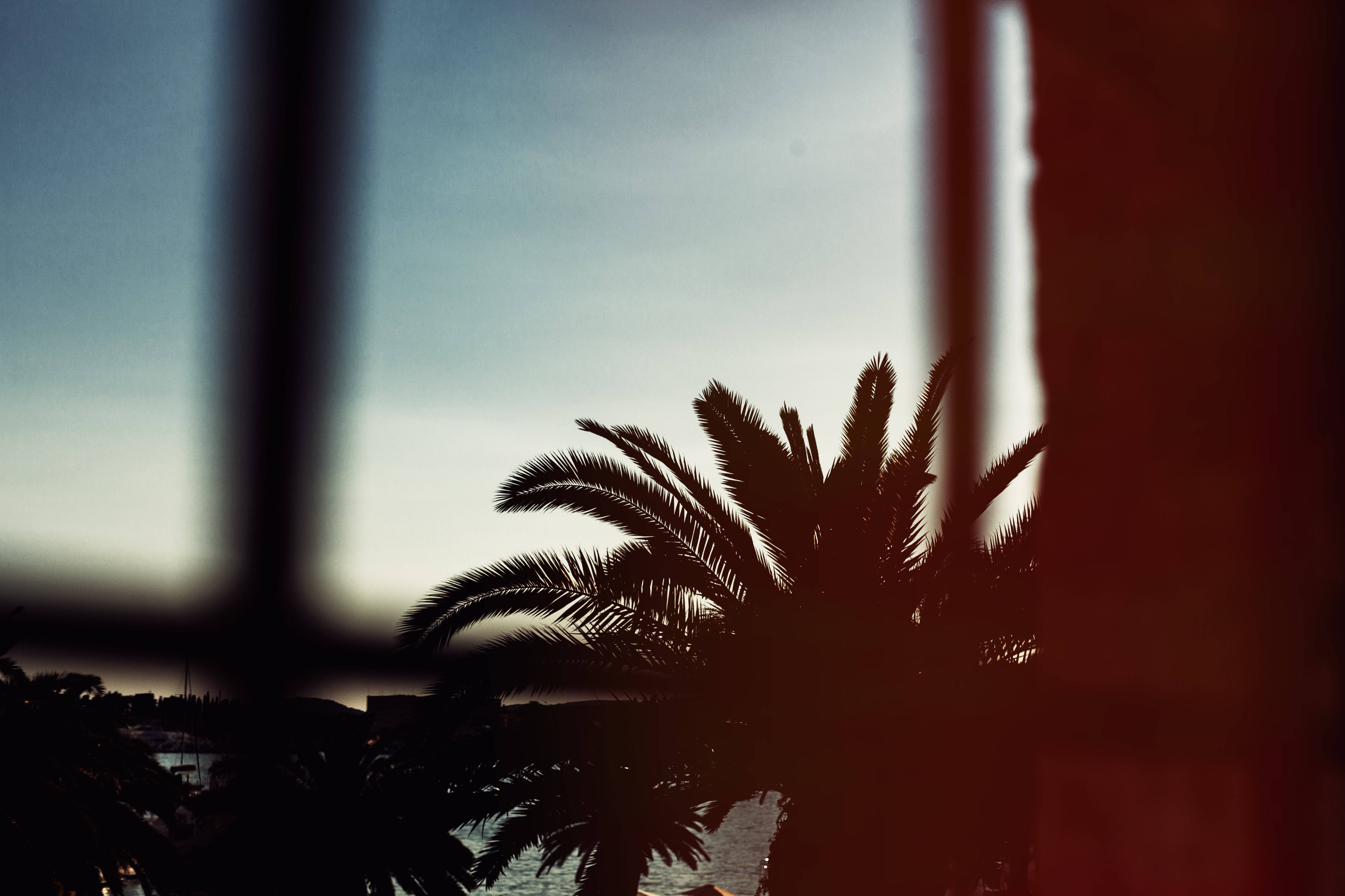 Dramatic Image Of Palm Trees Background