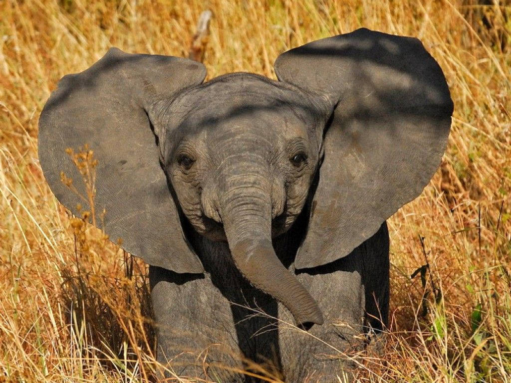 Elephant Calf Under Sunlight Background