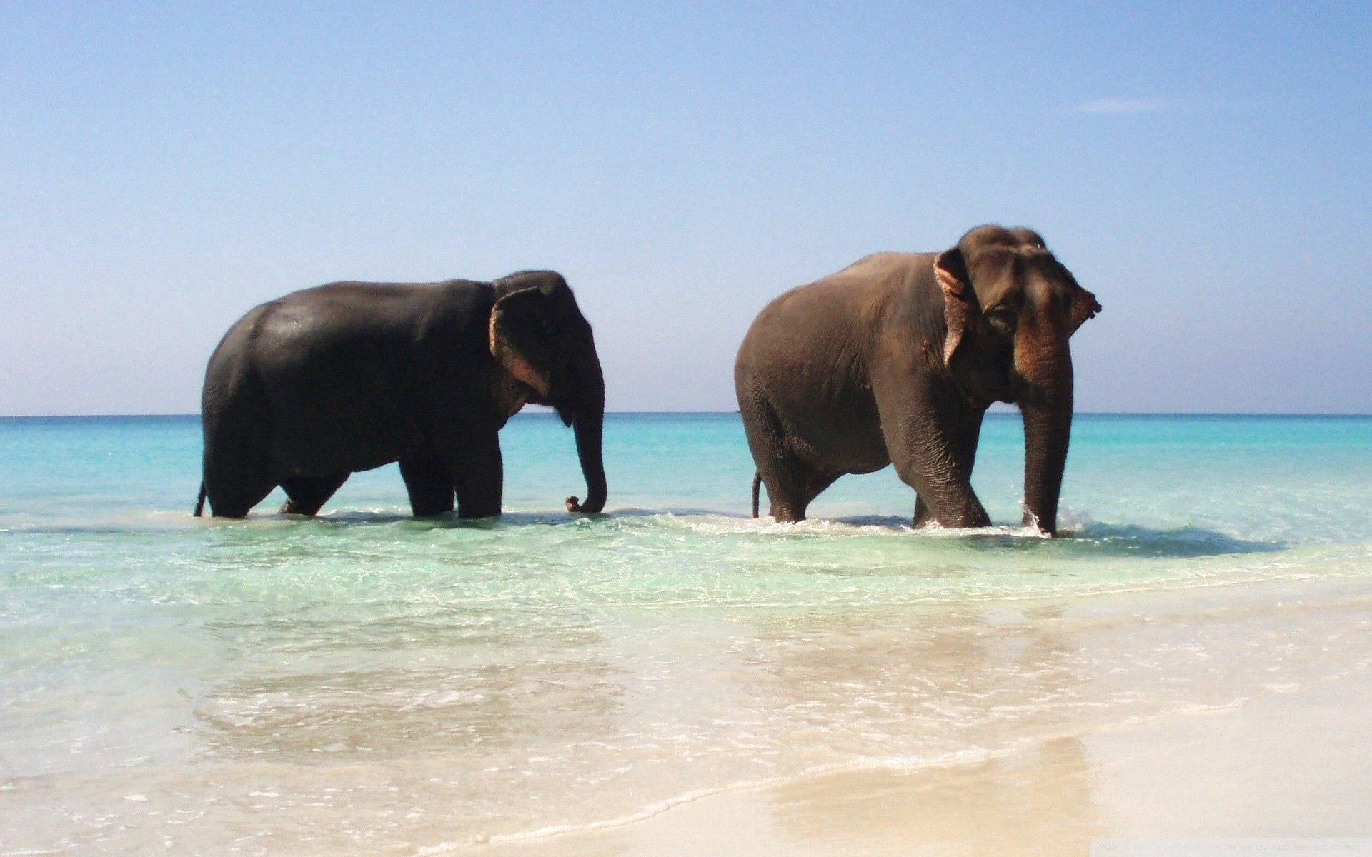 Elephant Couple In The Sea Background