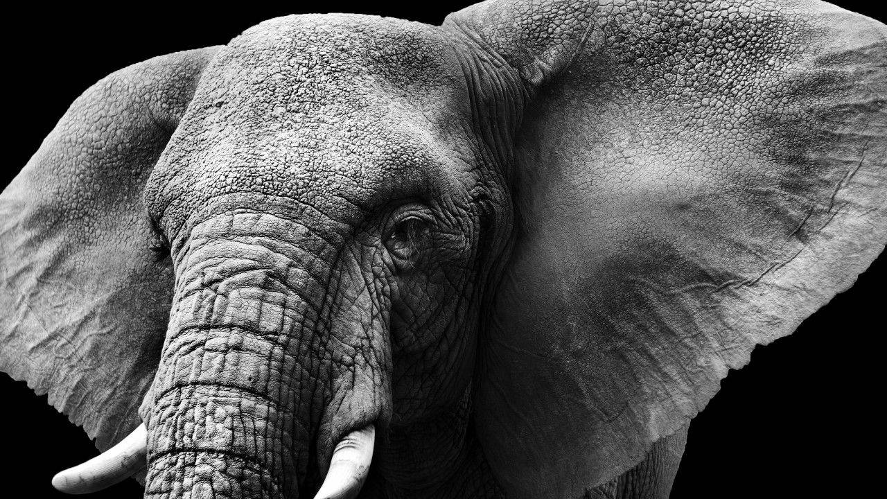 Elephant Dark Background Background