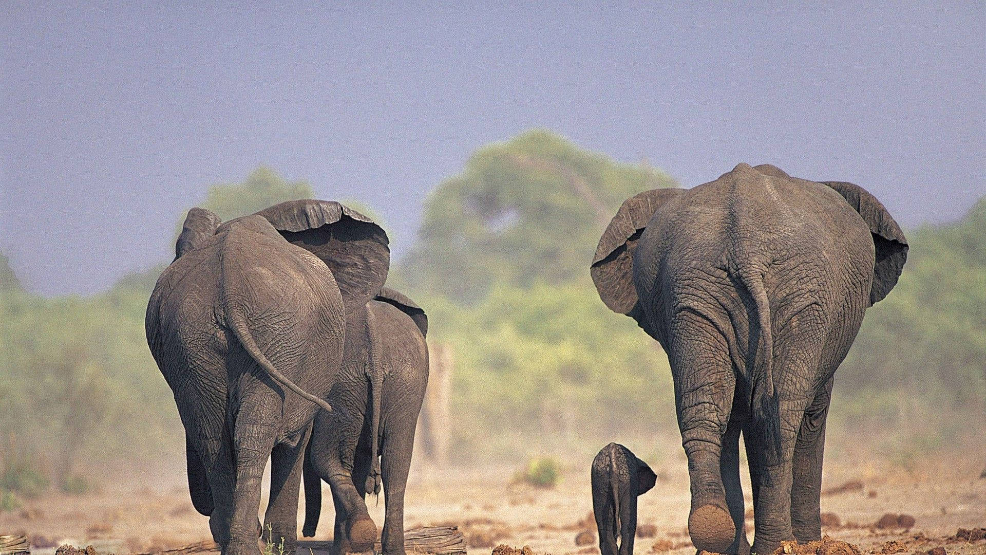 Elephant Herd Walking Hd Background