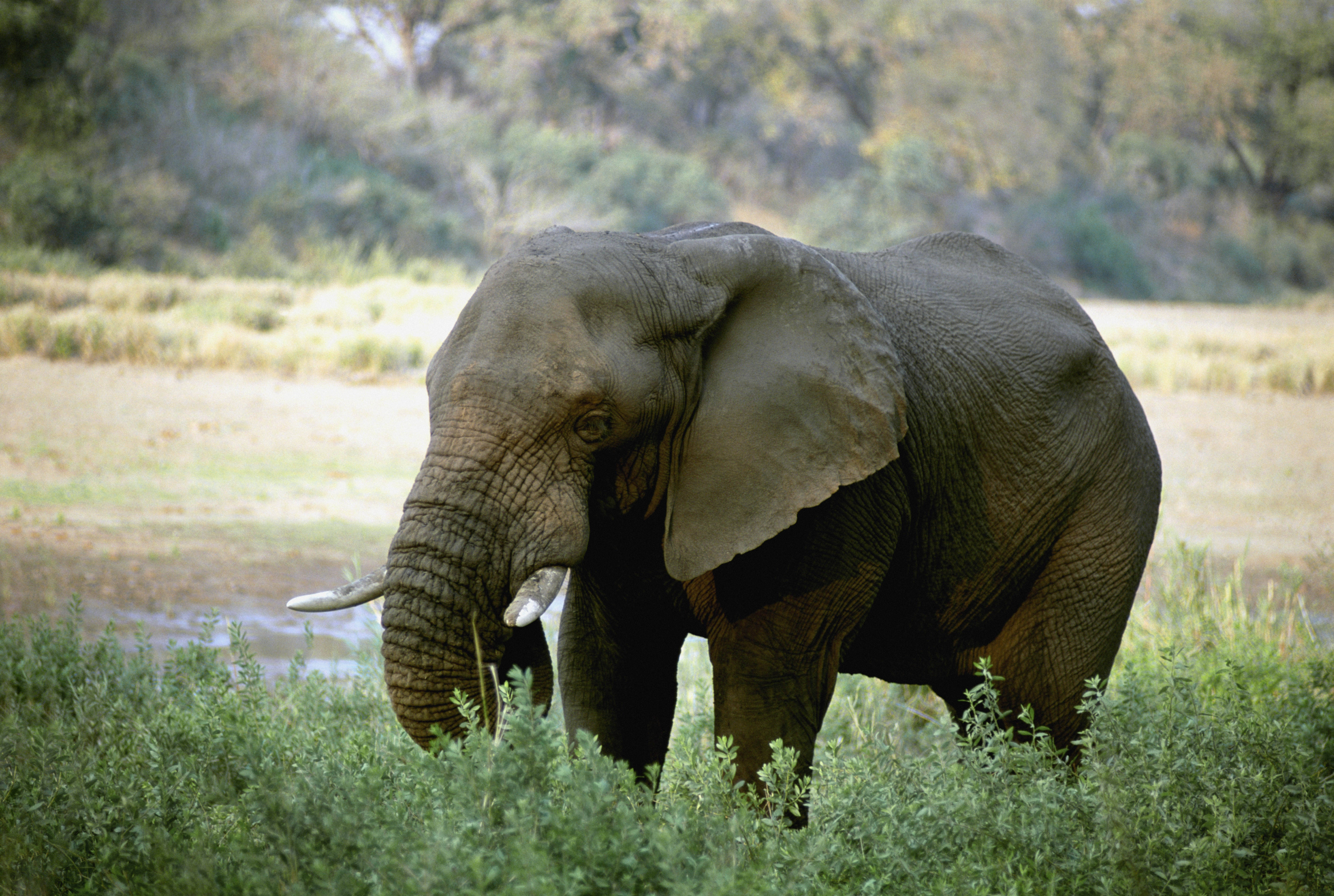 Elephant In African Wilderness Background