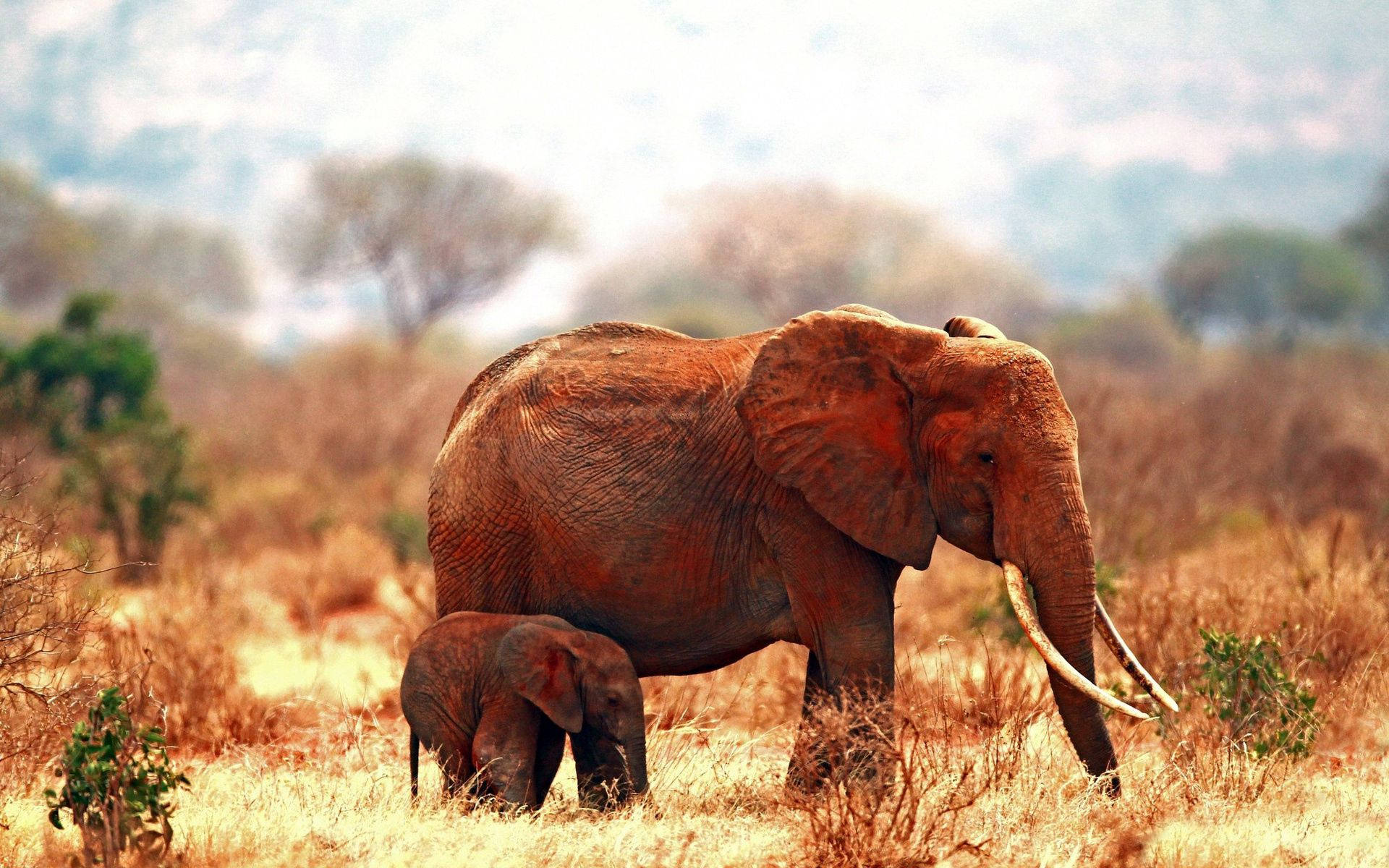 Elephant Mother And Baby Background