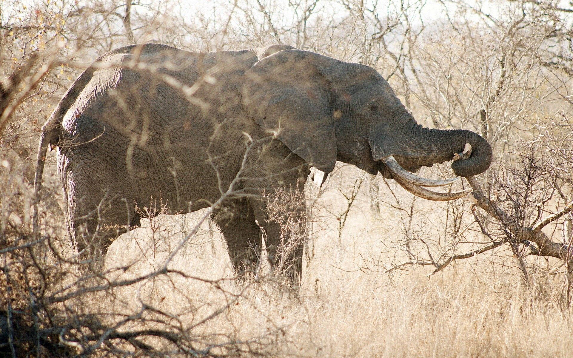 Elephant Surrounded By Dried Trees Background