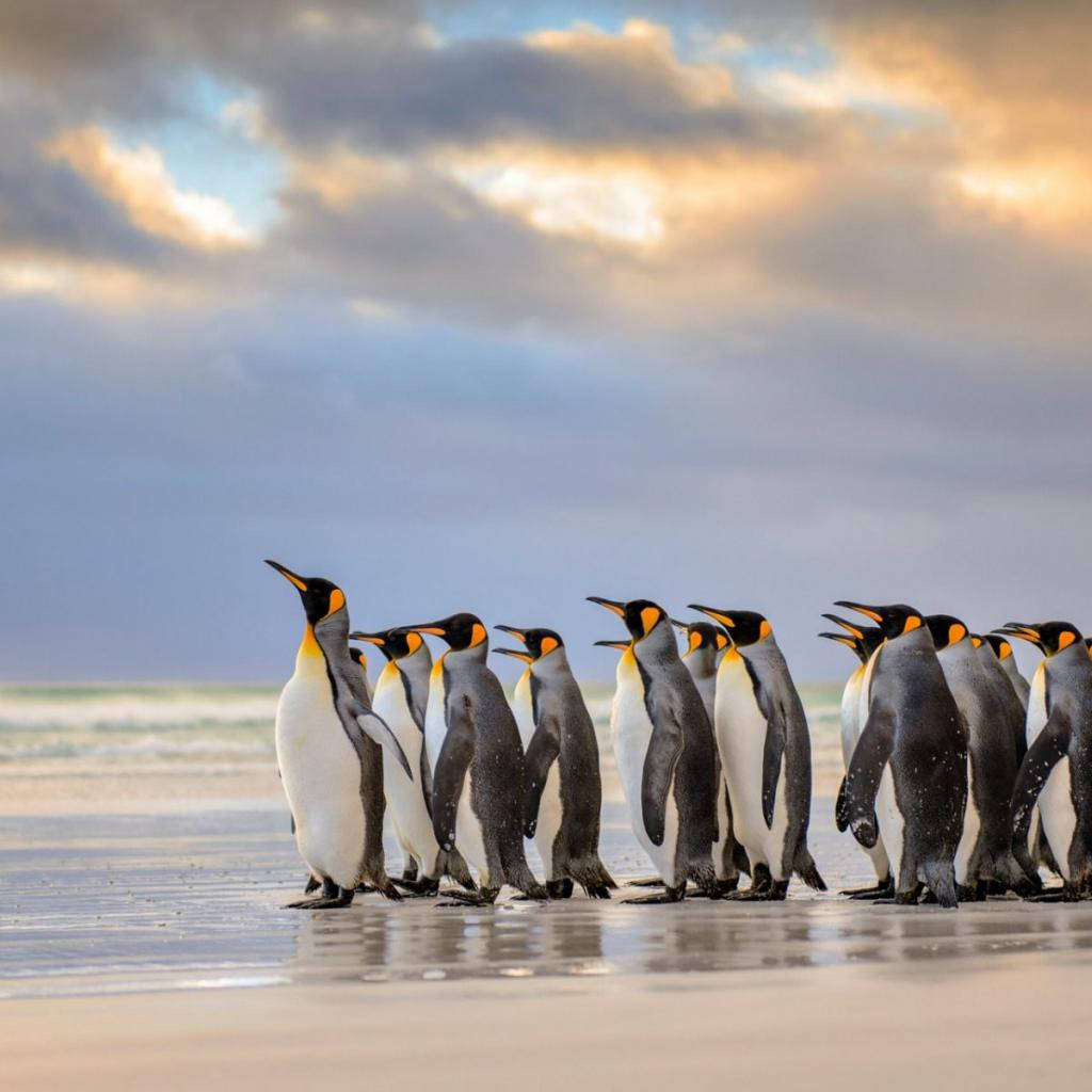 Emperor Penguins Coast Background