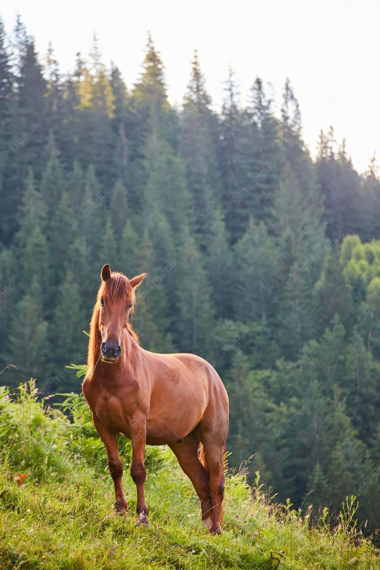 Descargar Explorala Belleza De Un Majestuoso Caballo. | Wallpapers.com