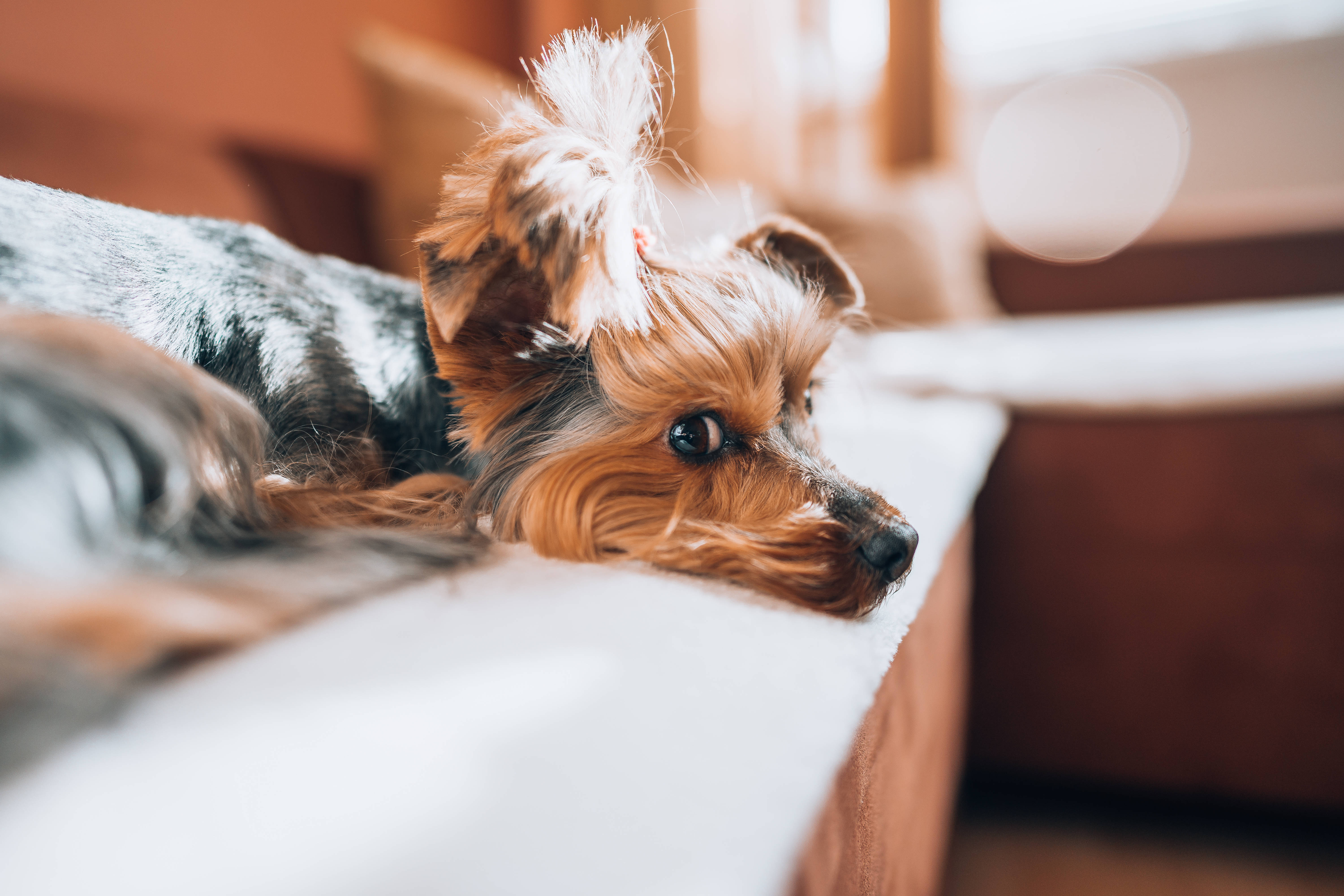 Download Extremely Cute Sulking Brown Yorkie Wallpaper 