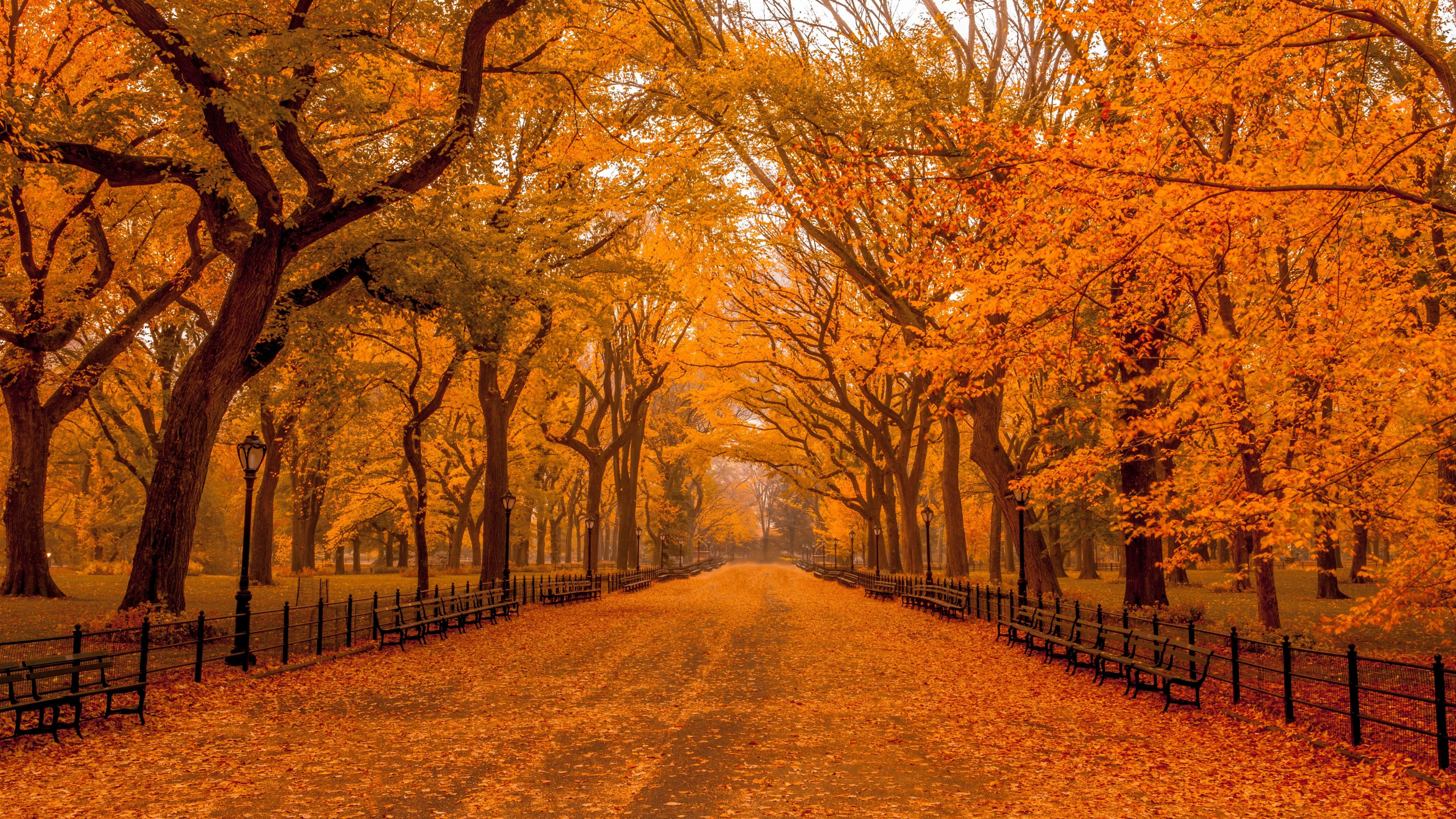 Fall scenes. Осень в Нью-Йорке Центральный парк. Осенняя аллея штат Орегон. Осенний парк. Осень аллея.