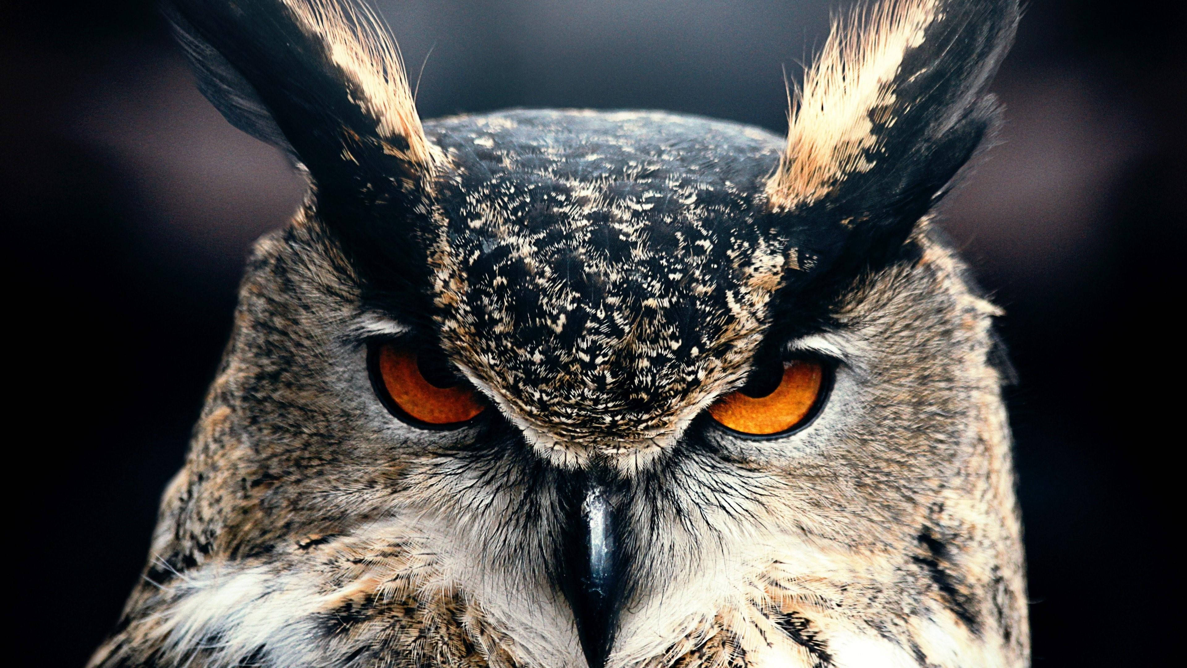Fierce Great Horned Owl Background