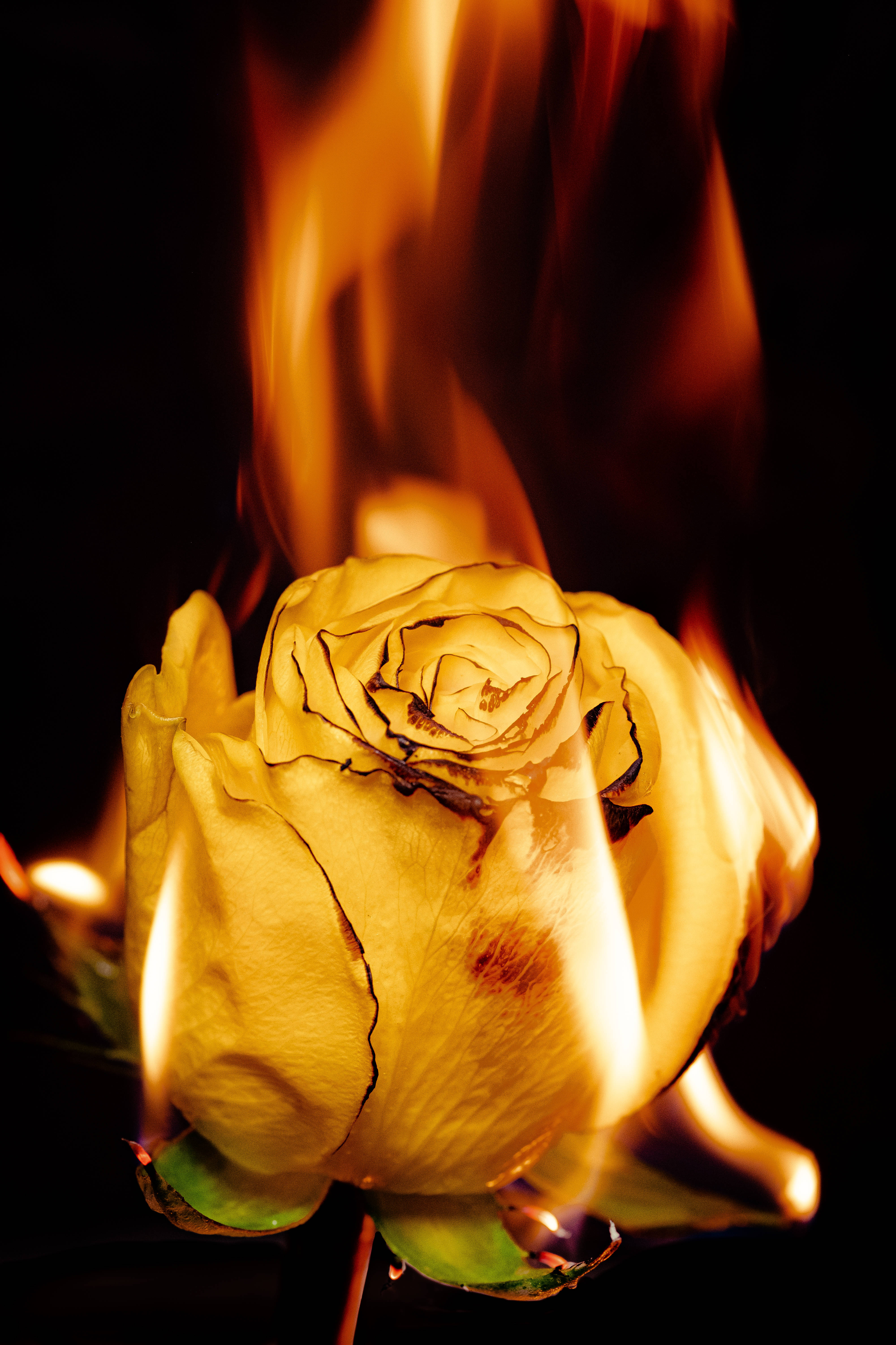 Download Fiery Yellow Rose Iphone Wallpaper 
