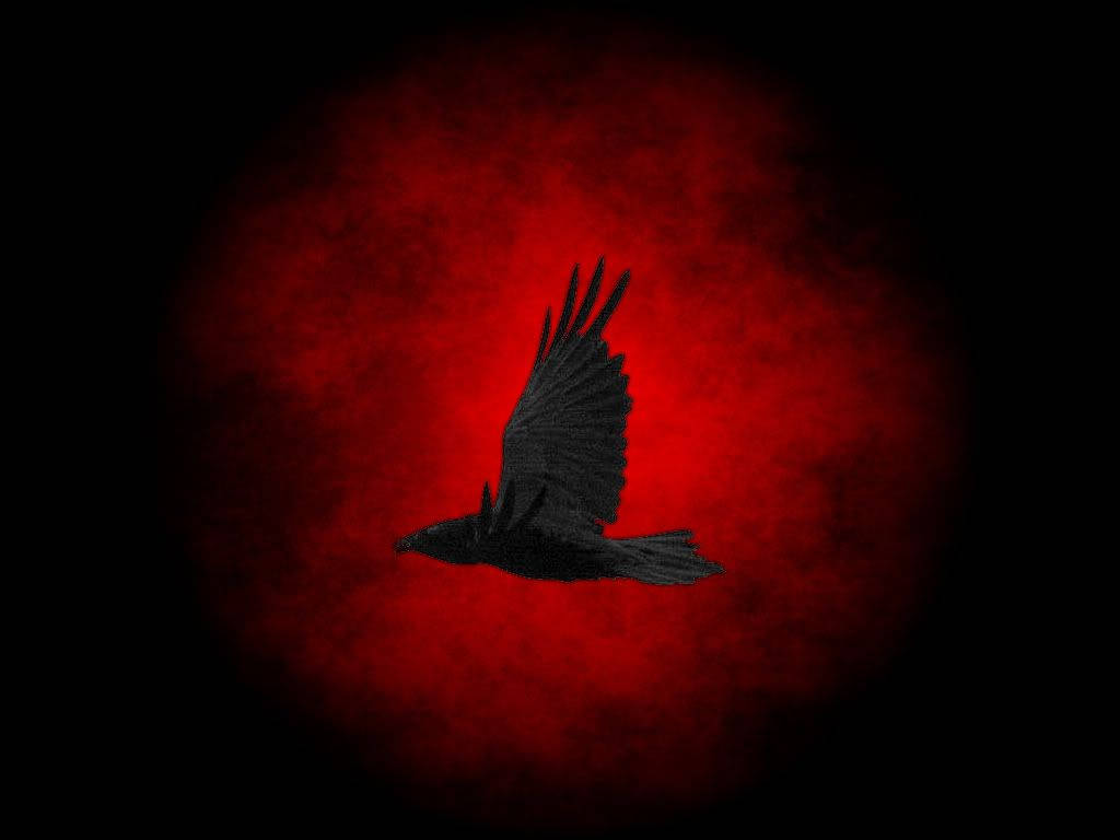 Flying Raven In Darkness Background