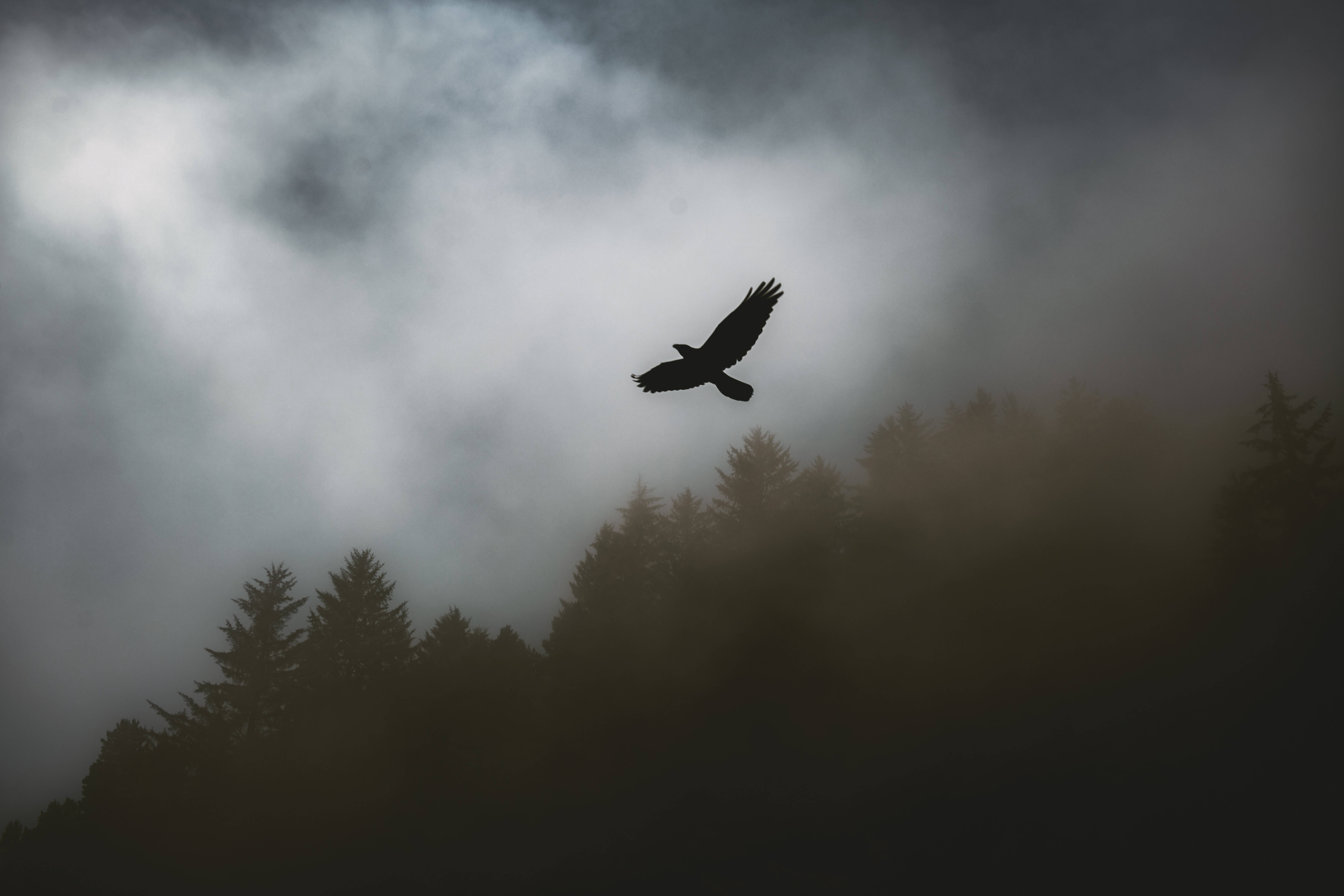 Flying Raven In Fog Background