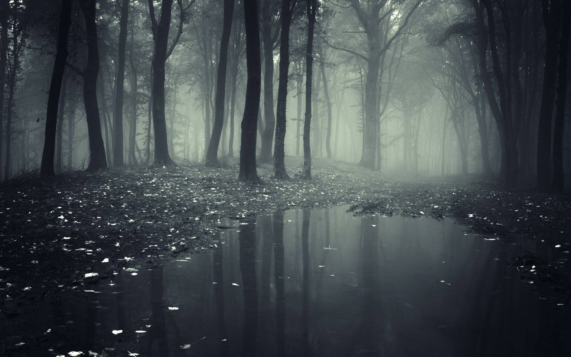 Foggy Dark Forest Hd Background