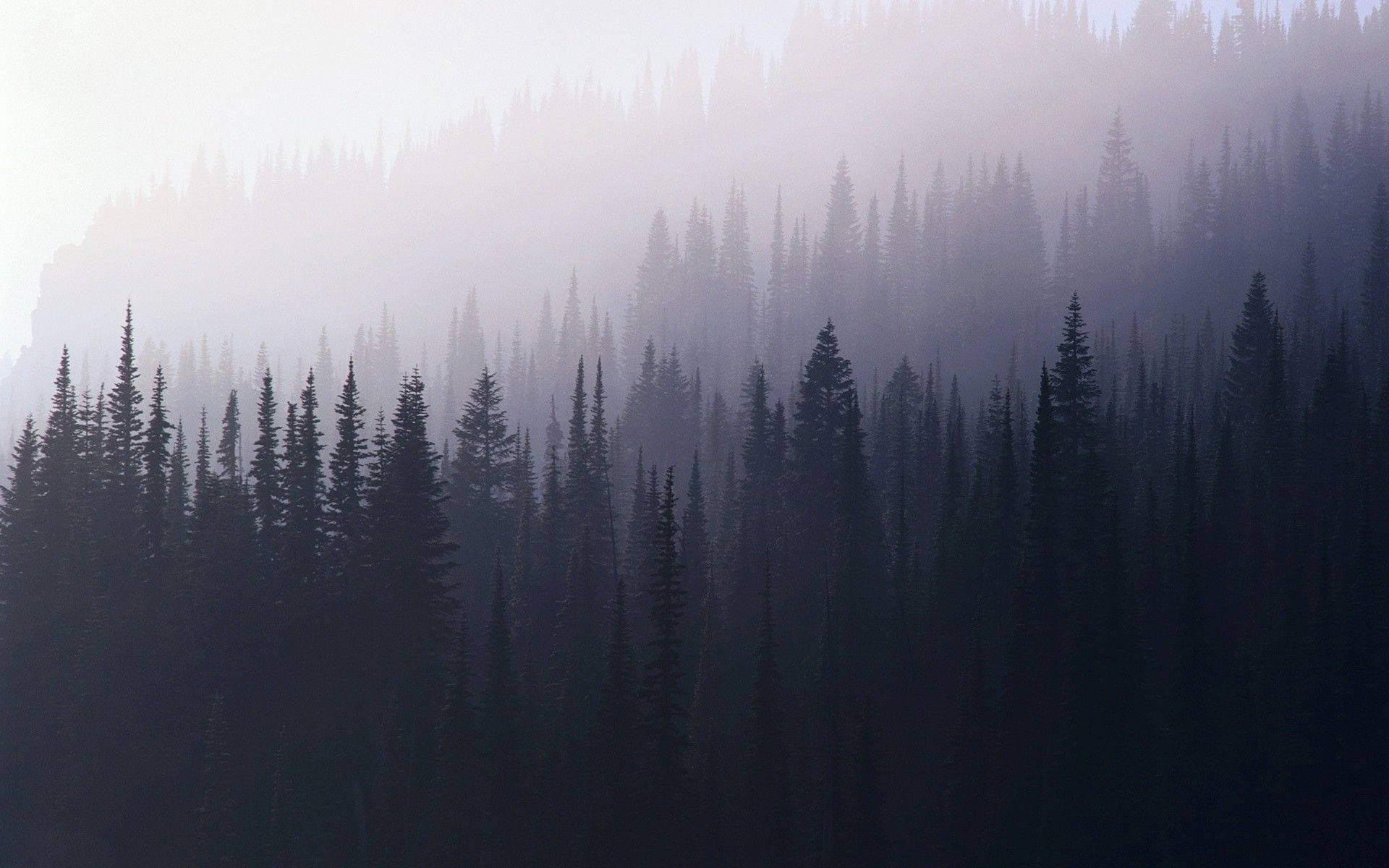 Foggy Forest Aesthetic Background