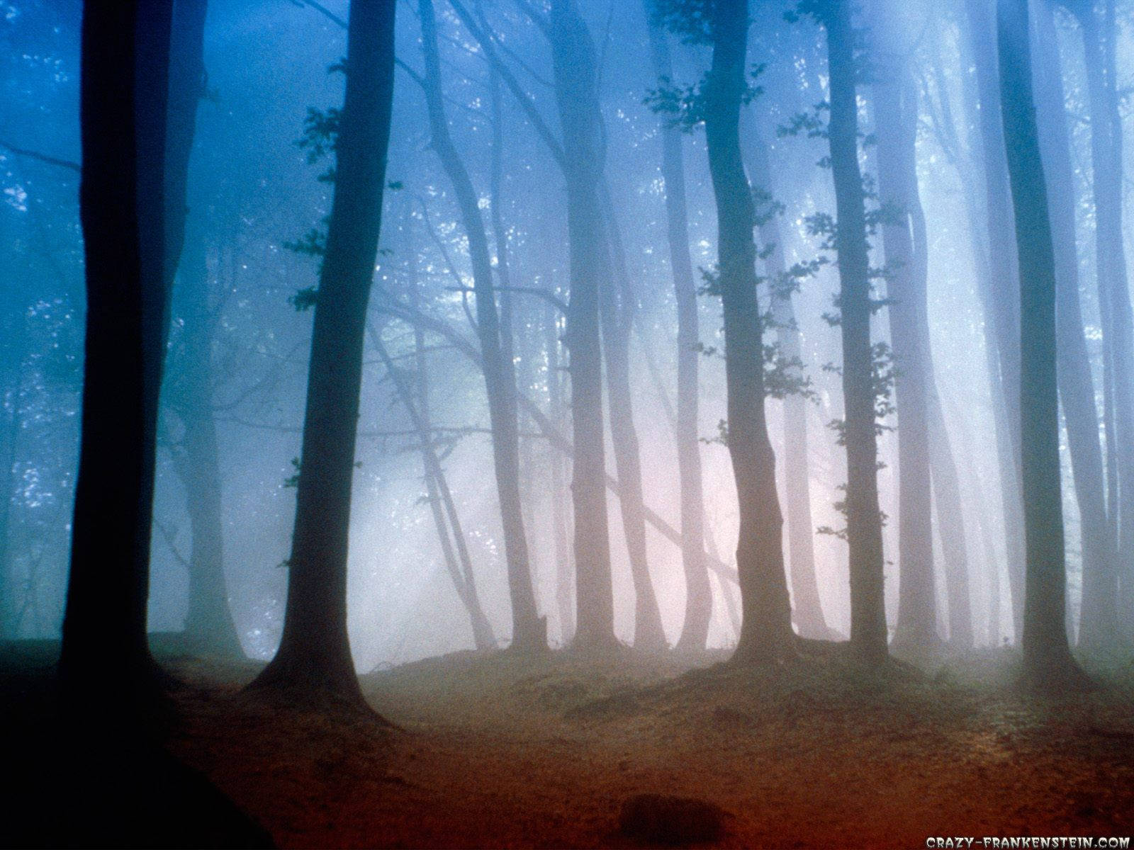 Foggy Forest Path Background