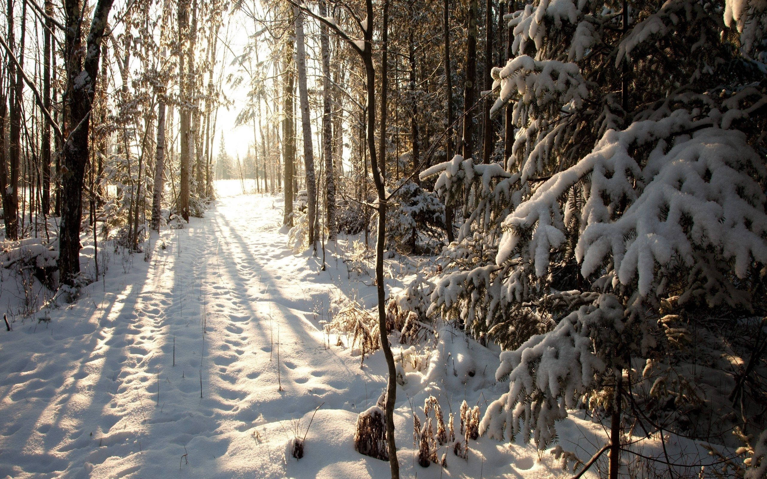 Forest During Winter Background