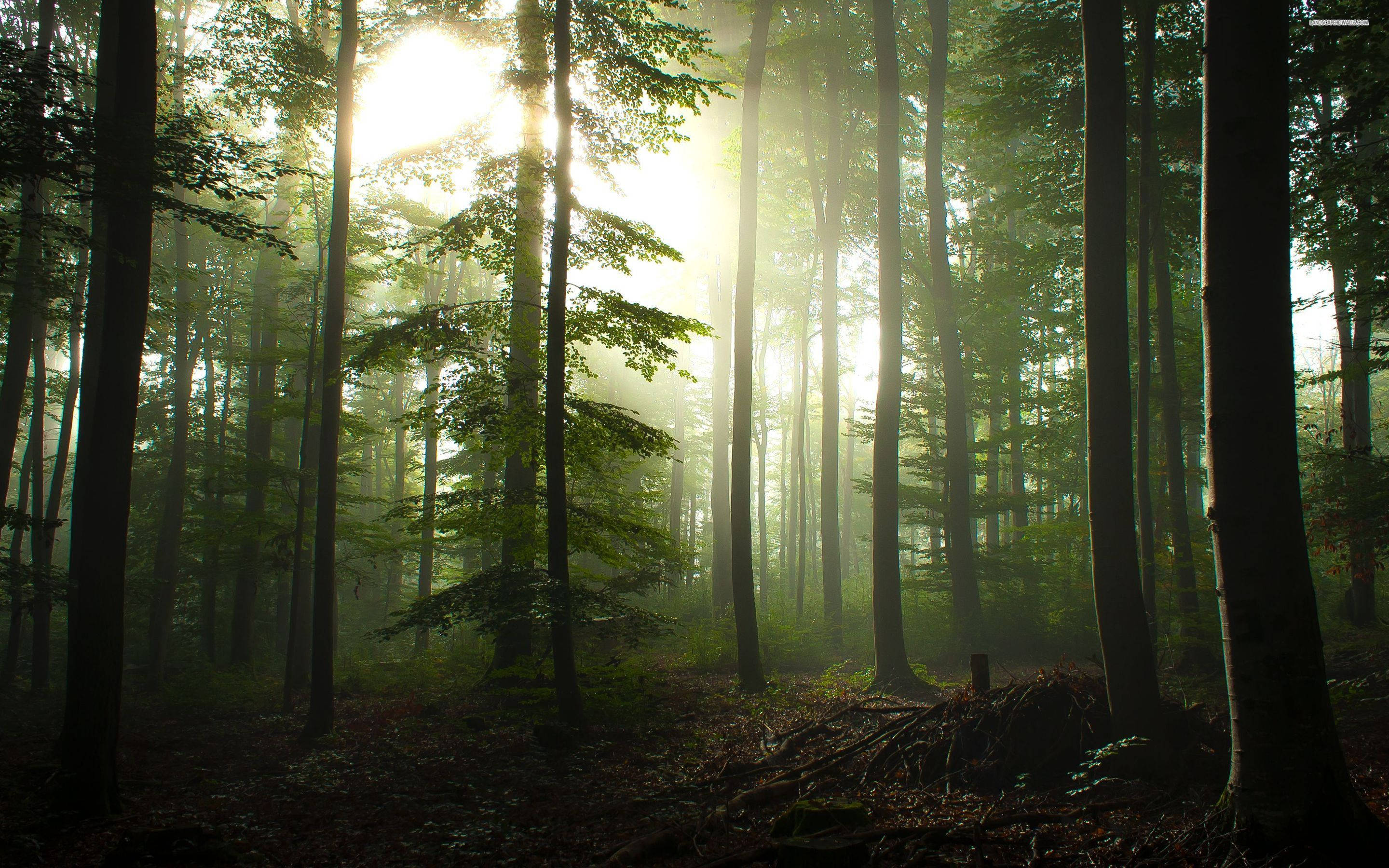 Forest Fog And Sunlight Background