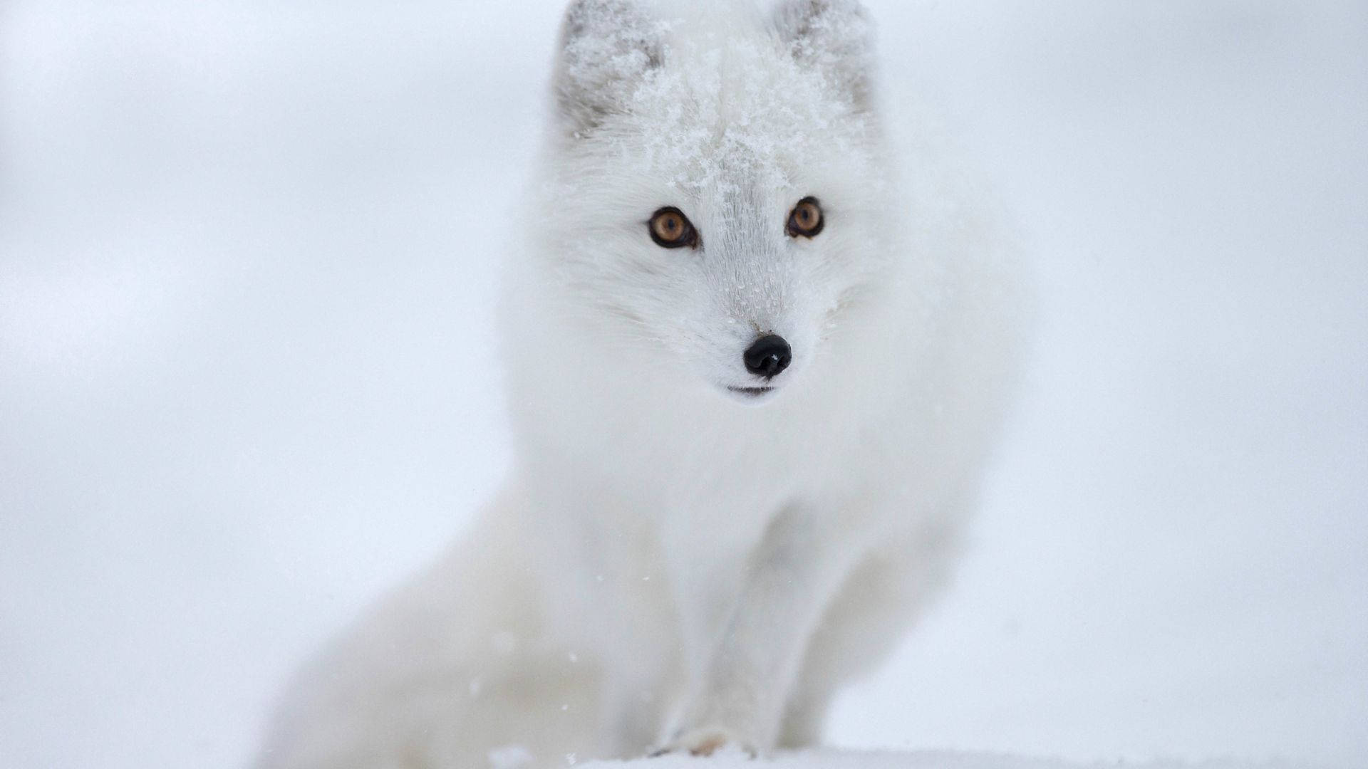 Fox, White, Snow, Animal Background