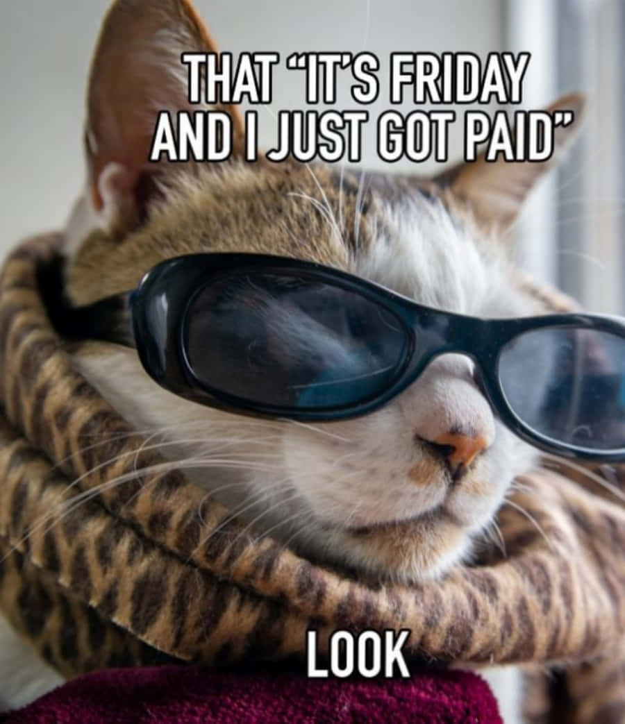 Download Friday Funny Pictures 900 X 1043 | Wallpapers.com