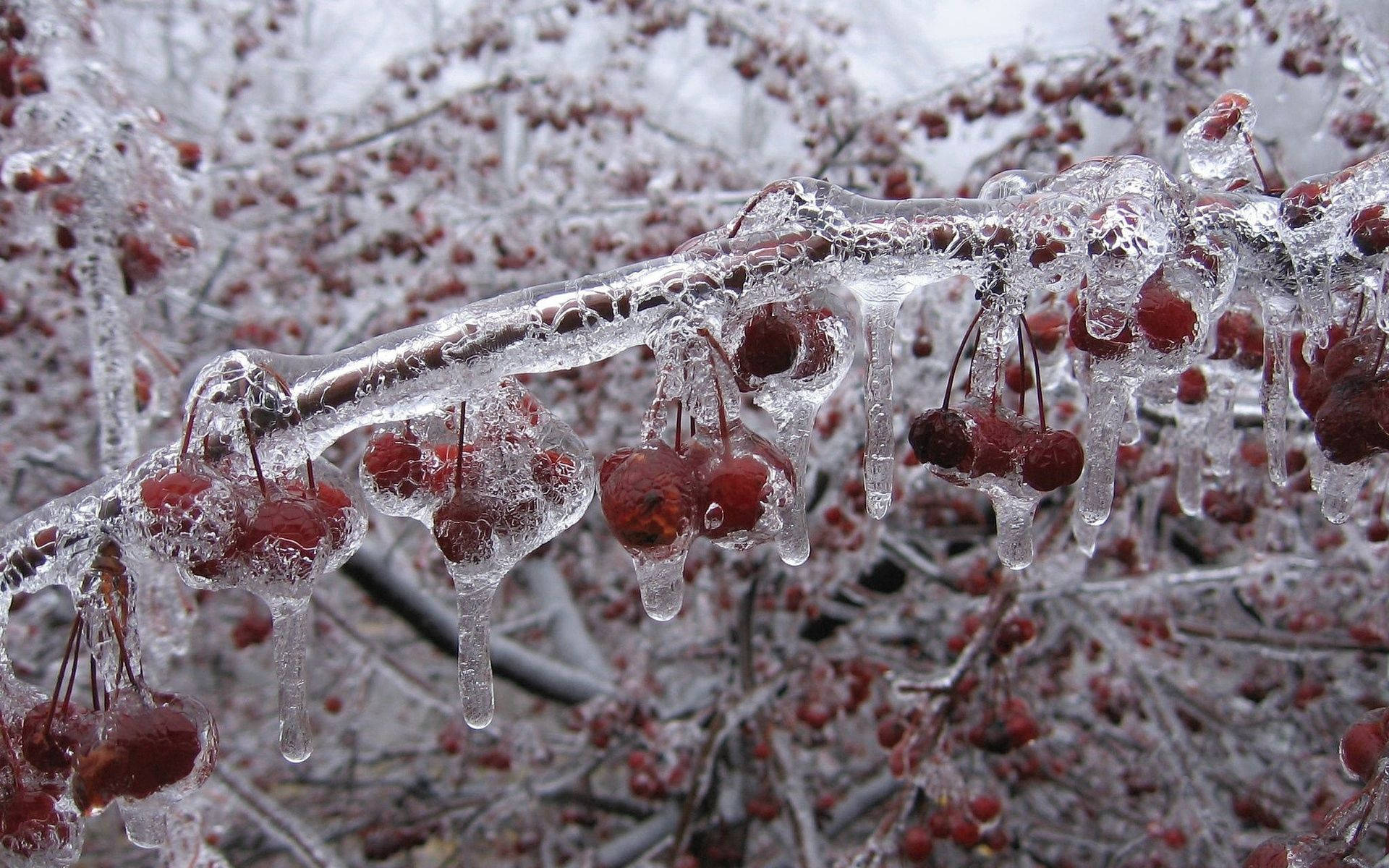 Frozen Branches Raspberry Bush Background