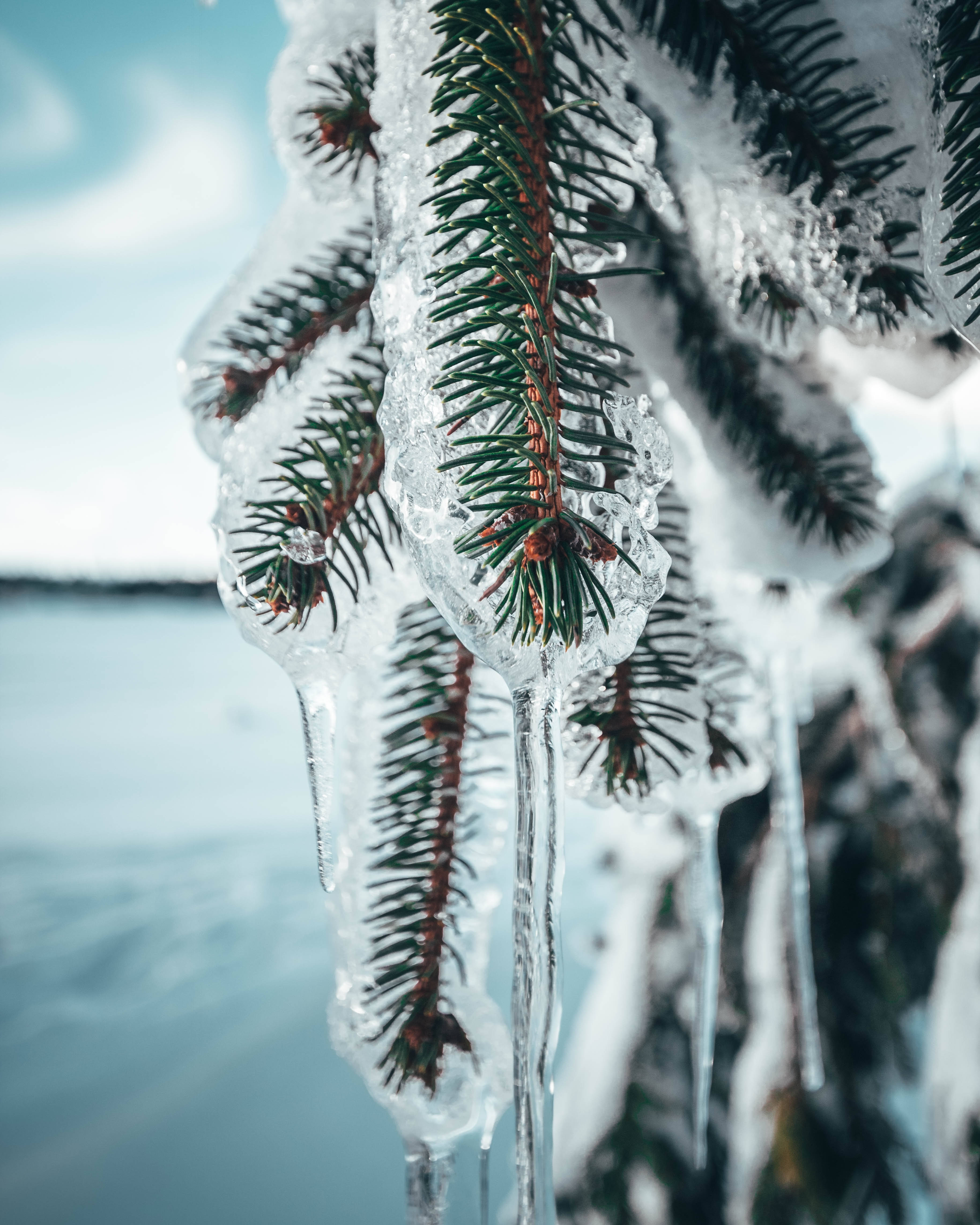 Frozen Pine Tree Leaves Background