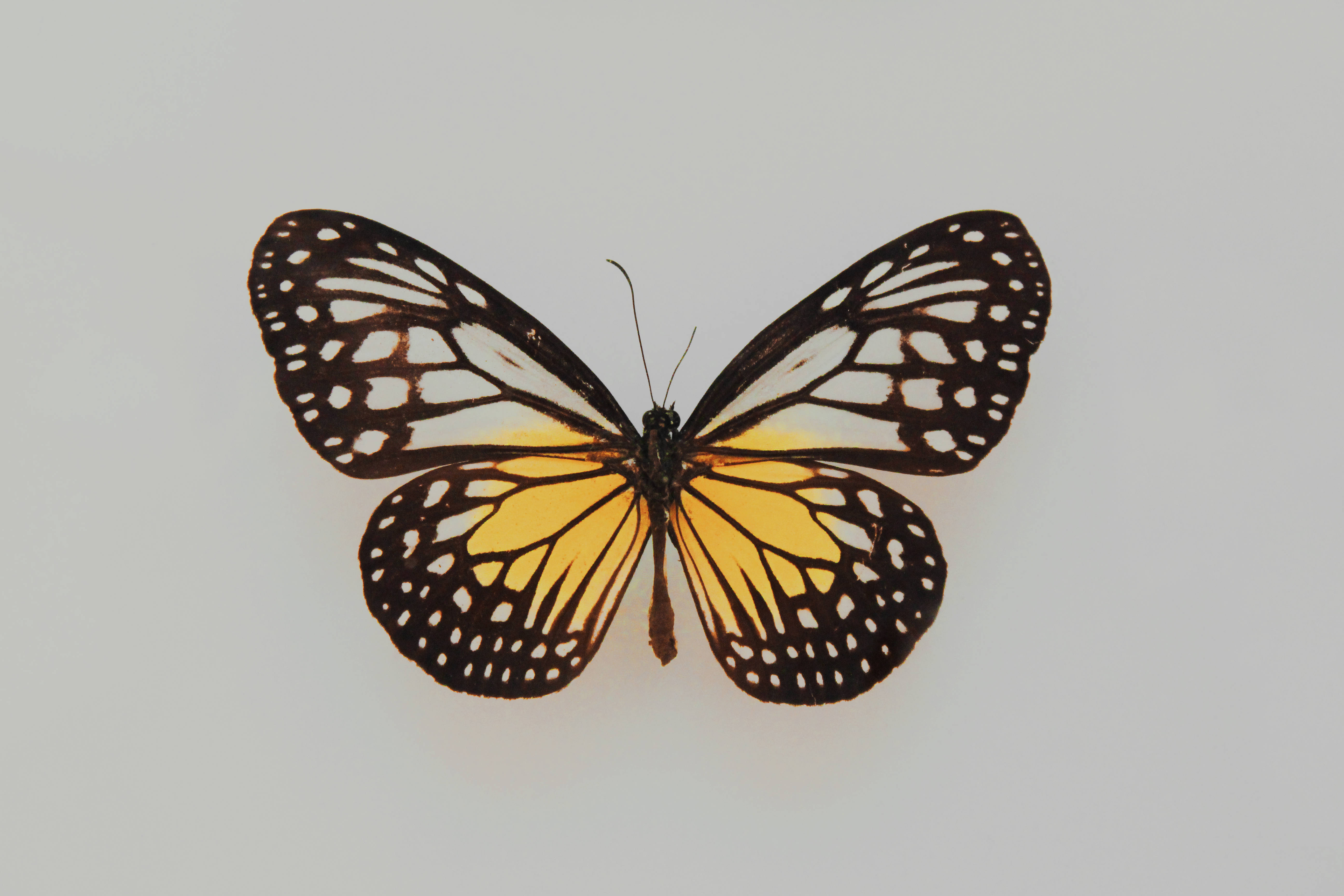 Full Hd Butterfly Yellow Glassy Tiger Background