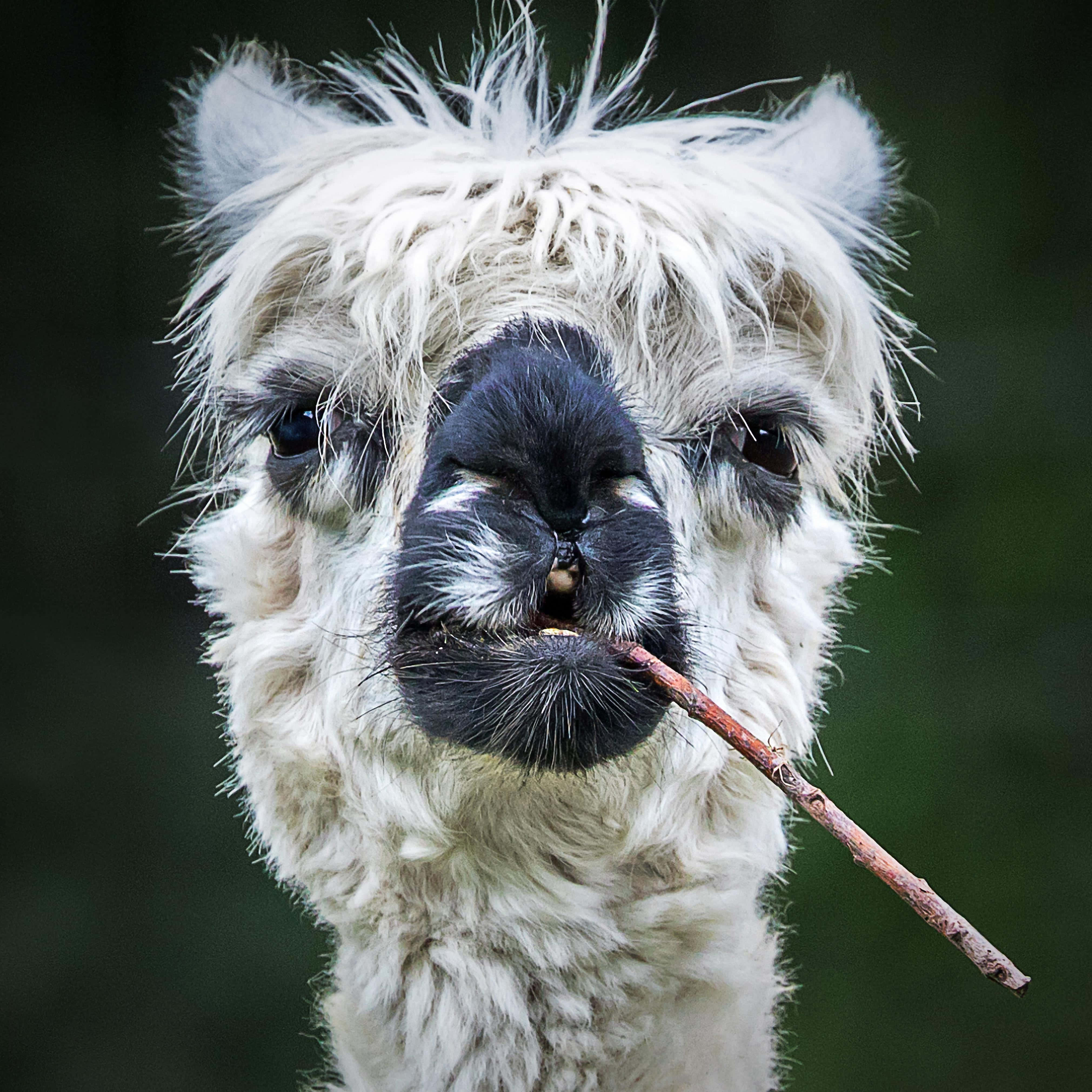 Download White Funny Llama With Stick Picture | Wallpapers.com