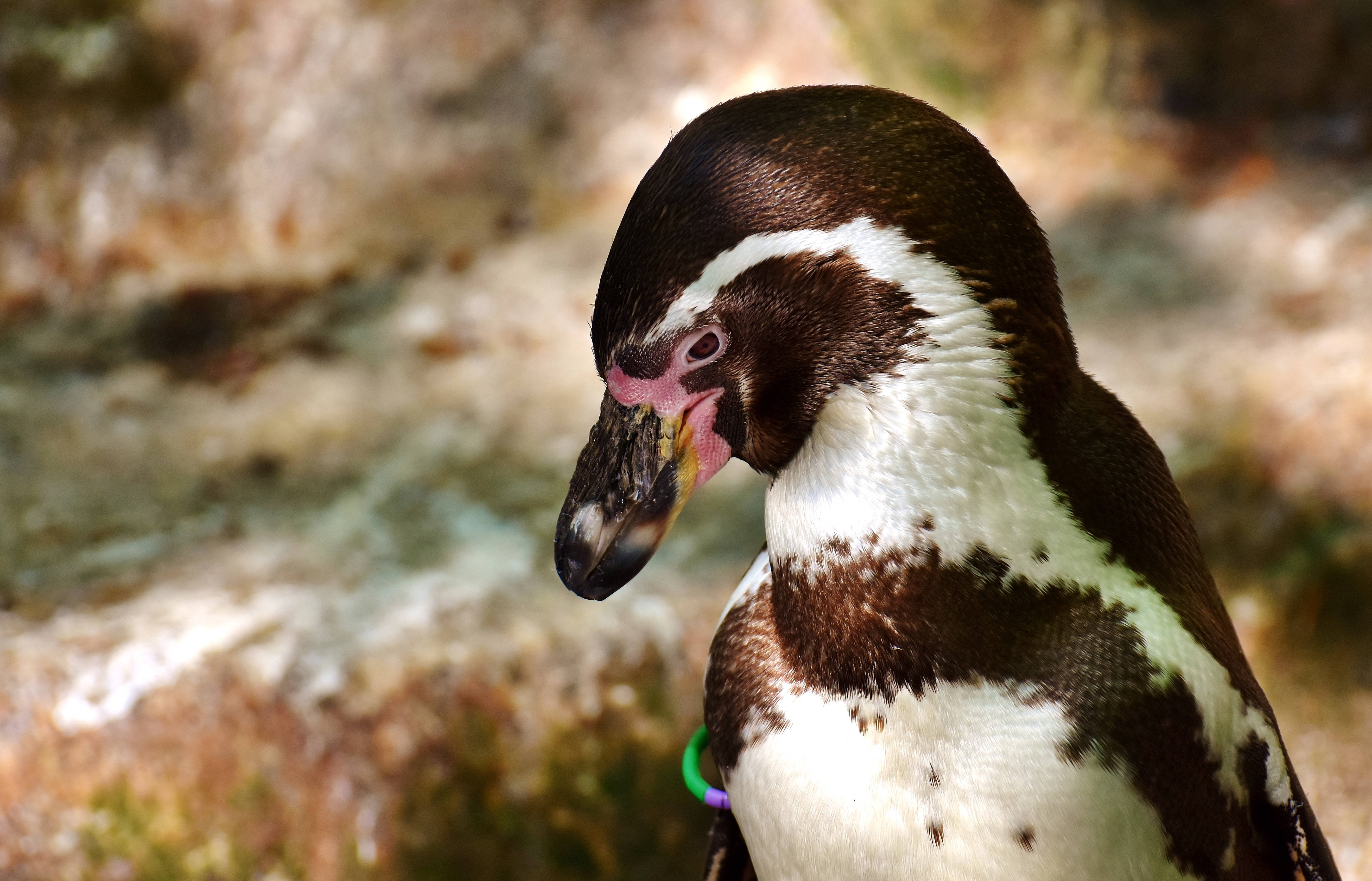 Galapagos Penguin Background