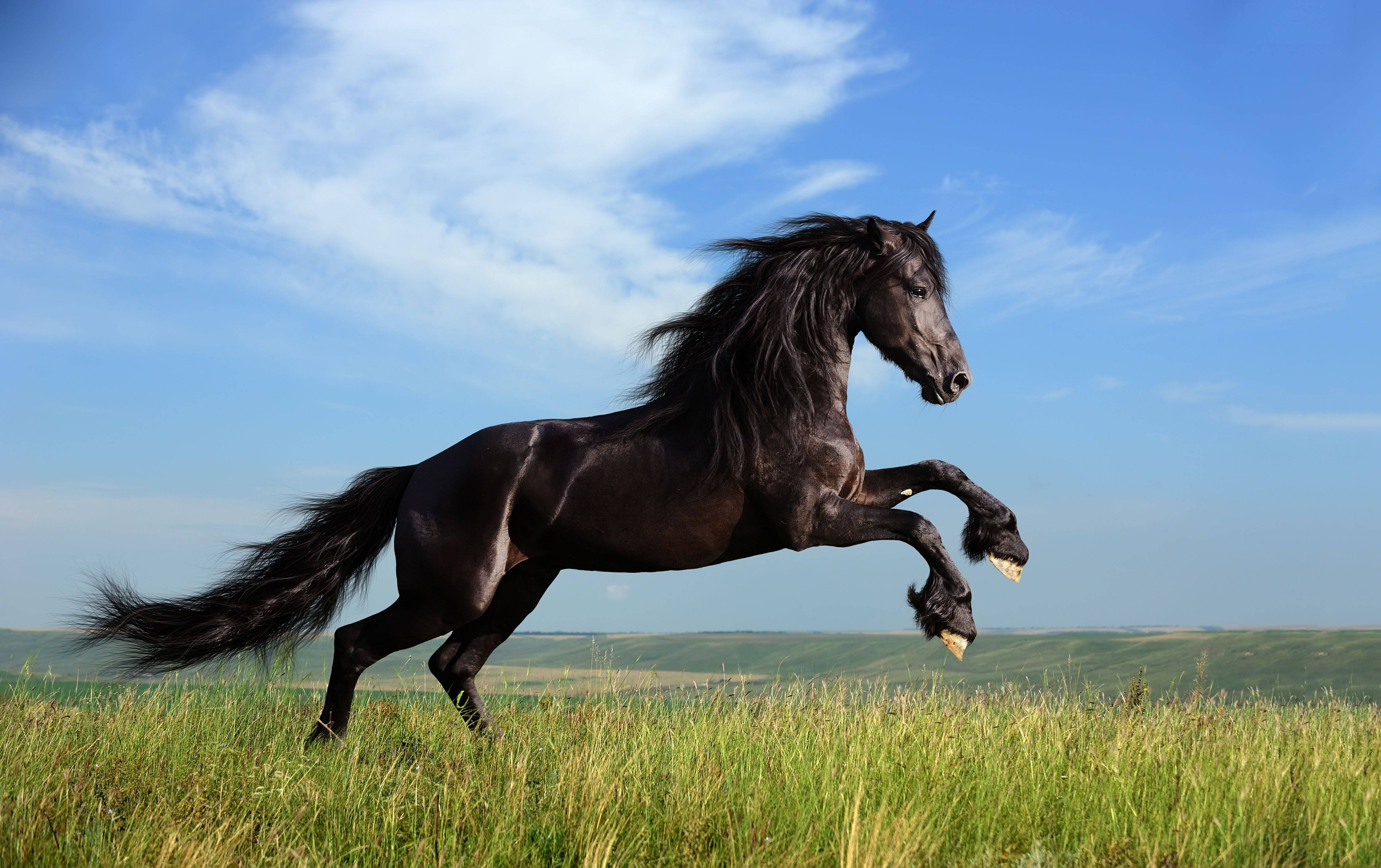 Galloping Black Horse Hd Background