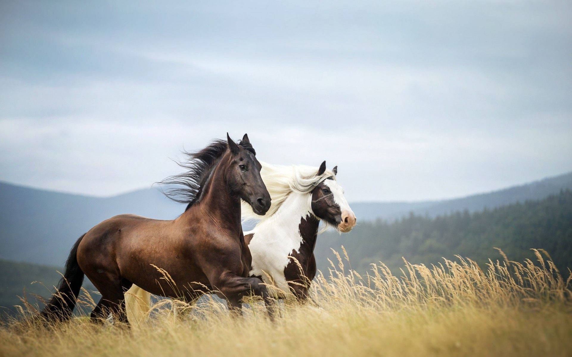 Galloping Horses In A Pasture Background